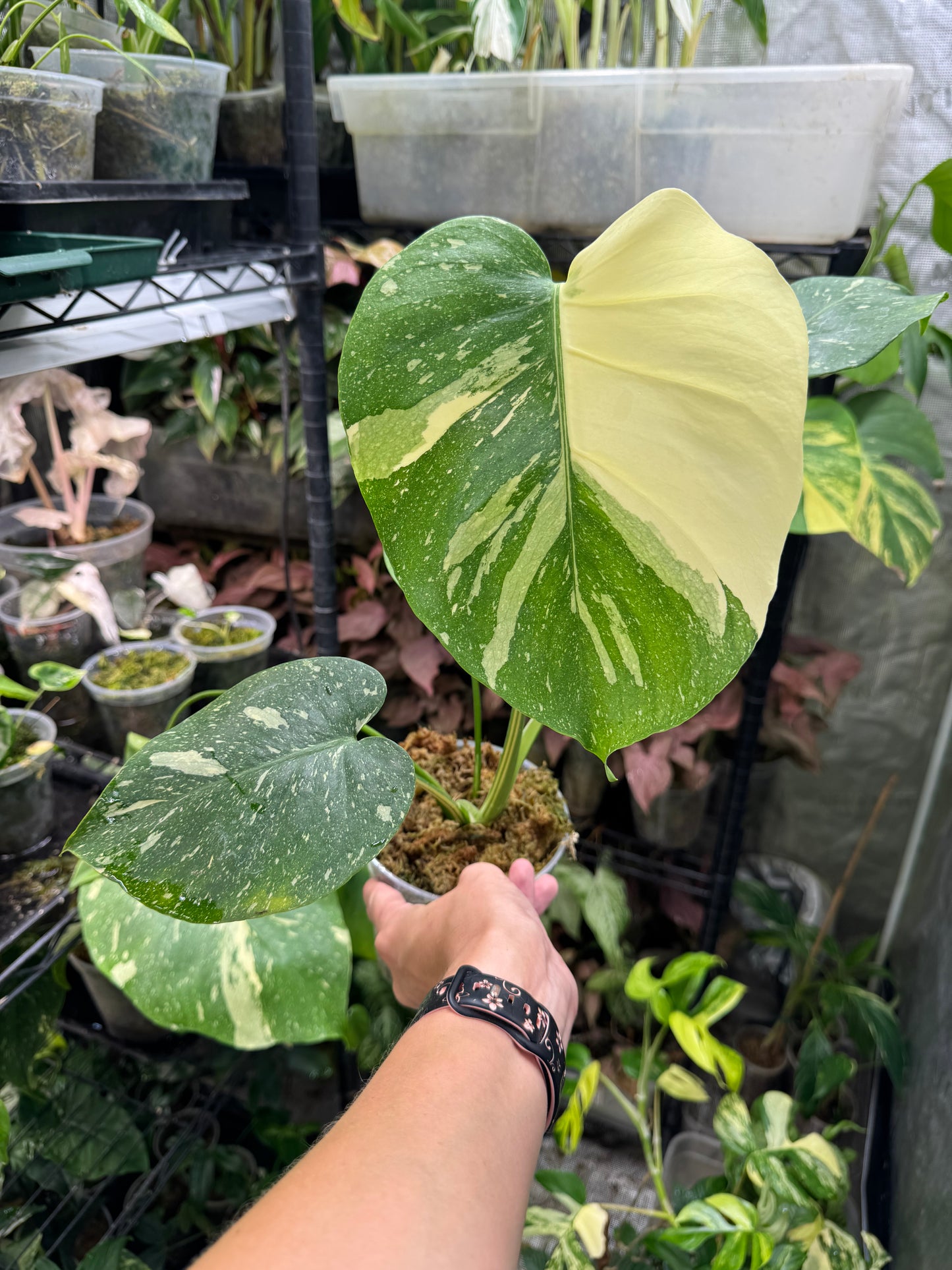 *EXACT PLANT* Monstera deliciosa "Thai Constellation”