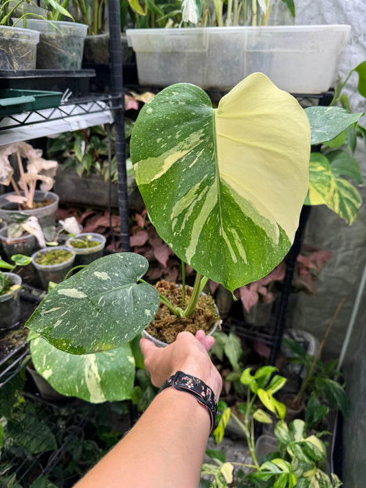 *EXACT PLANT* Monstera deliciosa "Thai Constellation”