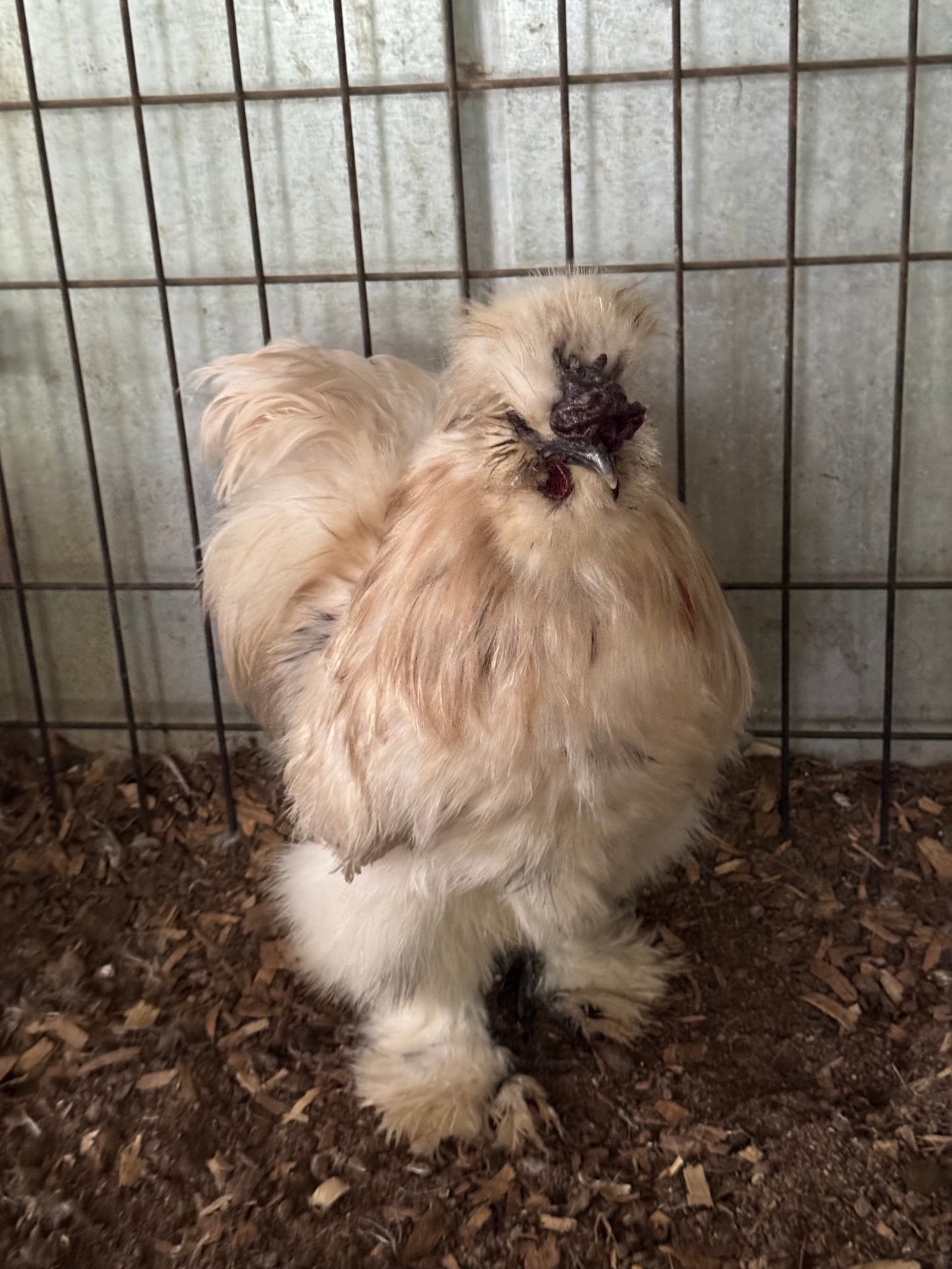 Silkie Hatching Eggs ALL White, frizzle possible NPIP & AI