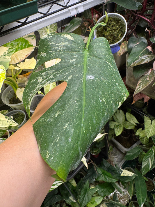 *EXACT PLANT* Monstera deliciosa FULL Mint variegated