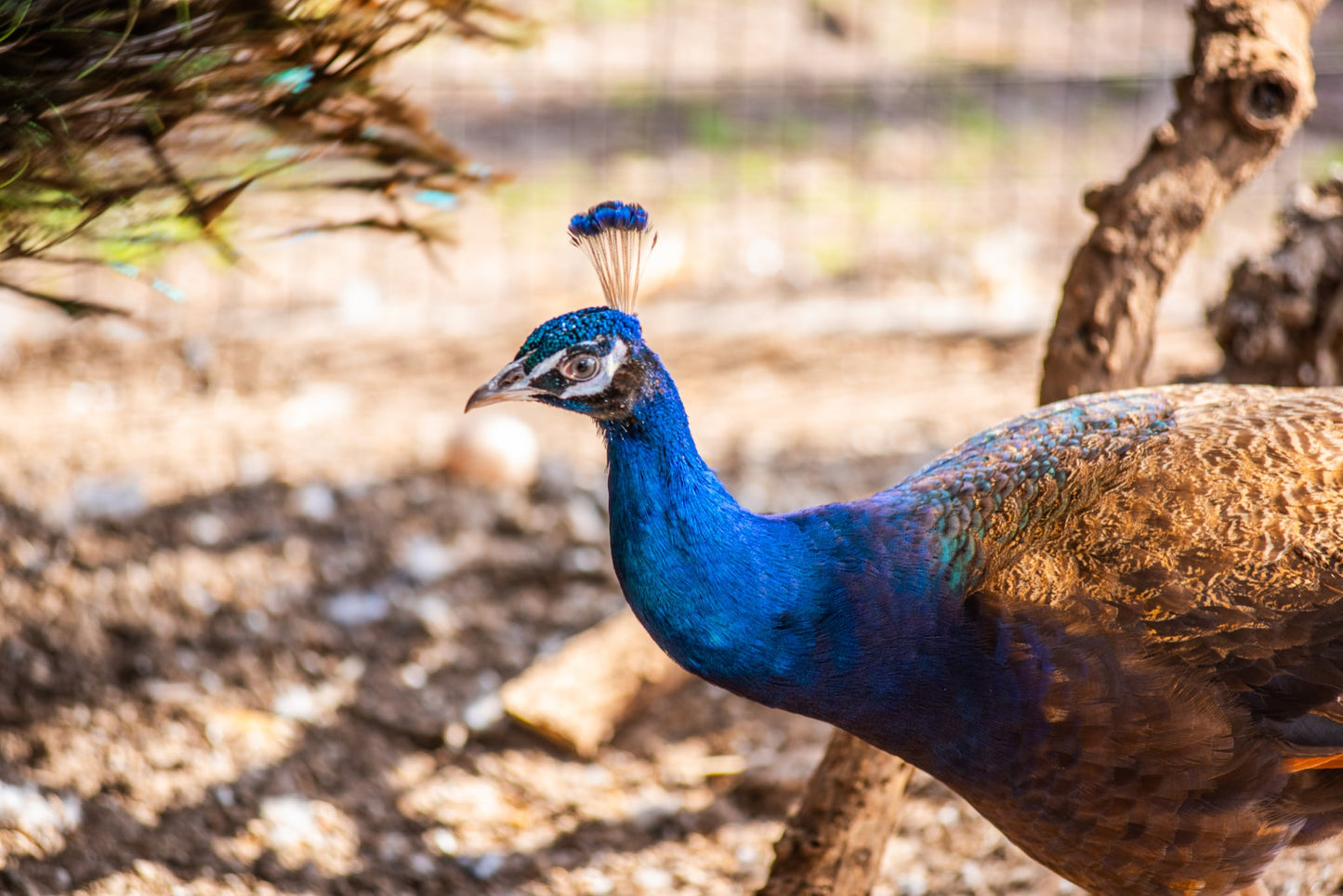 PURPLE Peafowl Hatching Eggs