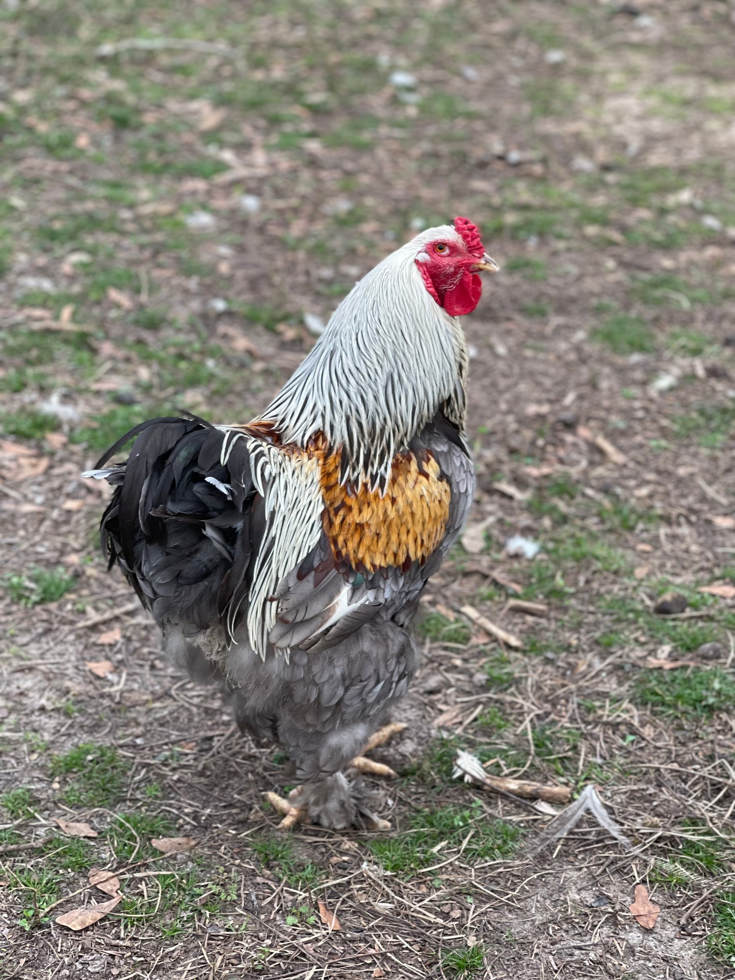 Blue/Black/Splash SILVER Partridge Brahma Hatching Eggs