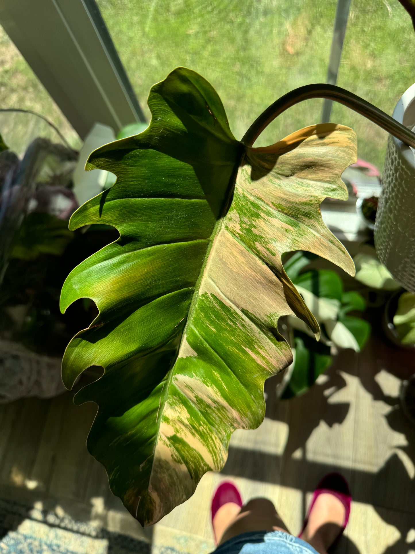 Caramel Marble Philodendron