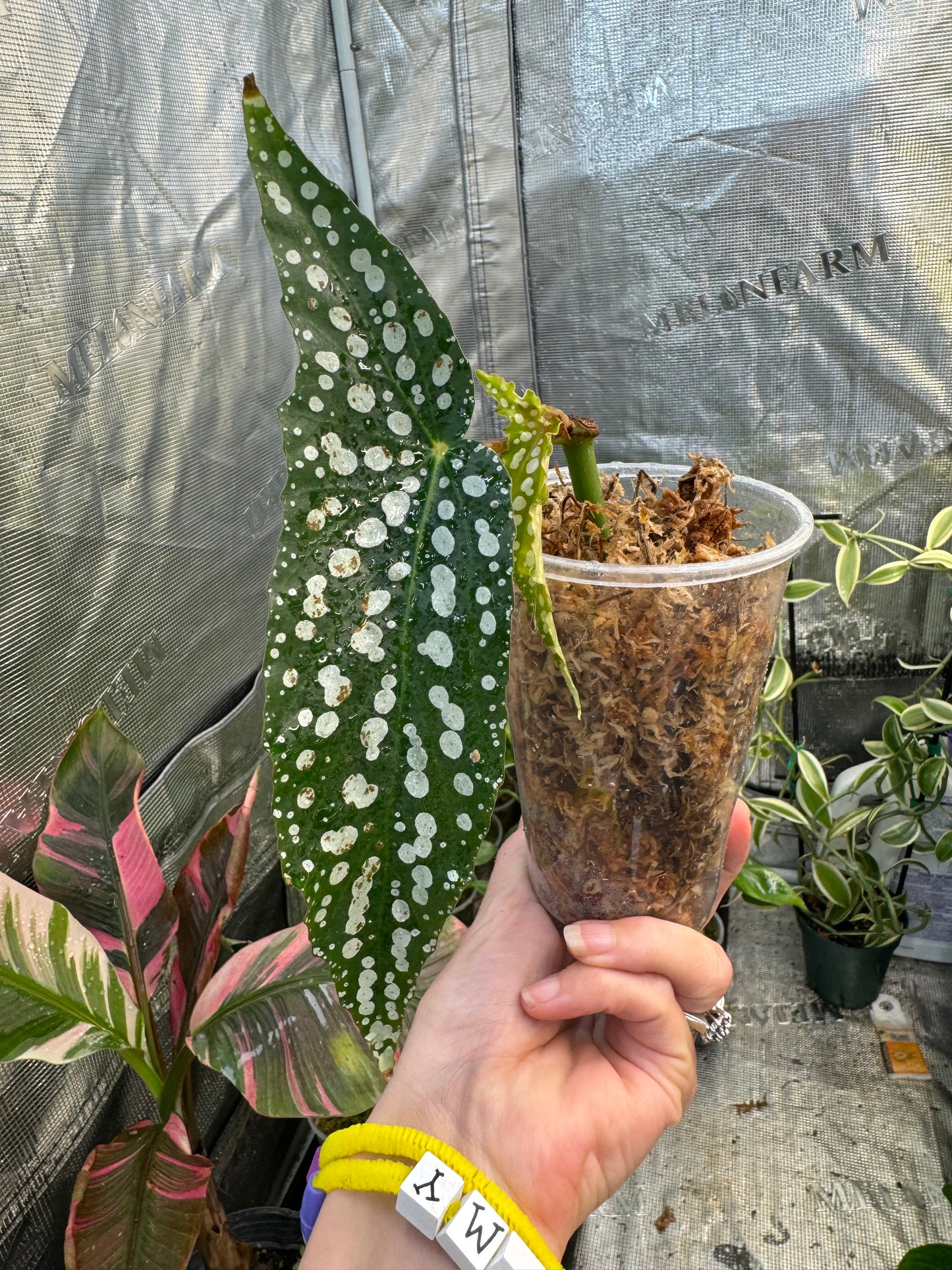 Begonia maculata “My Special Angel”