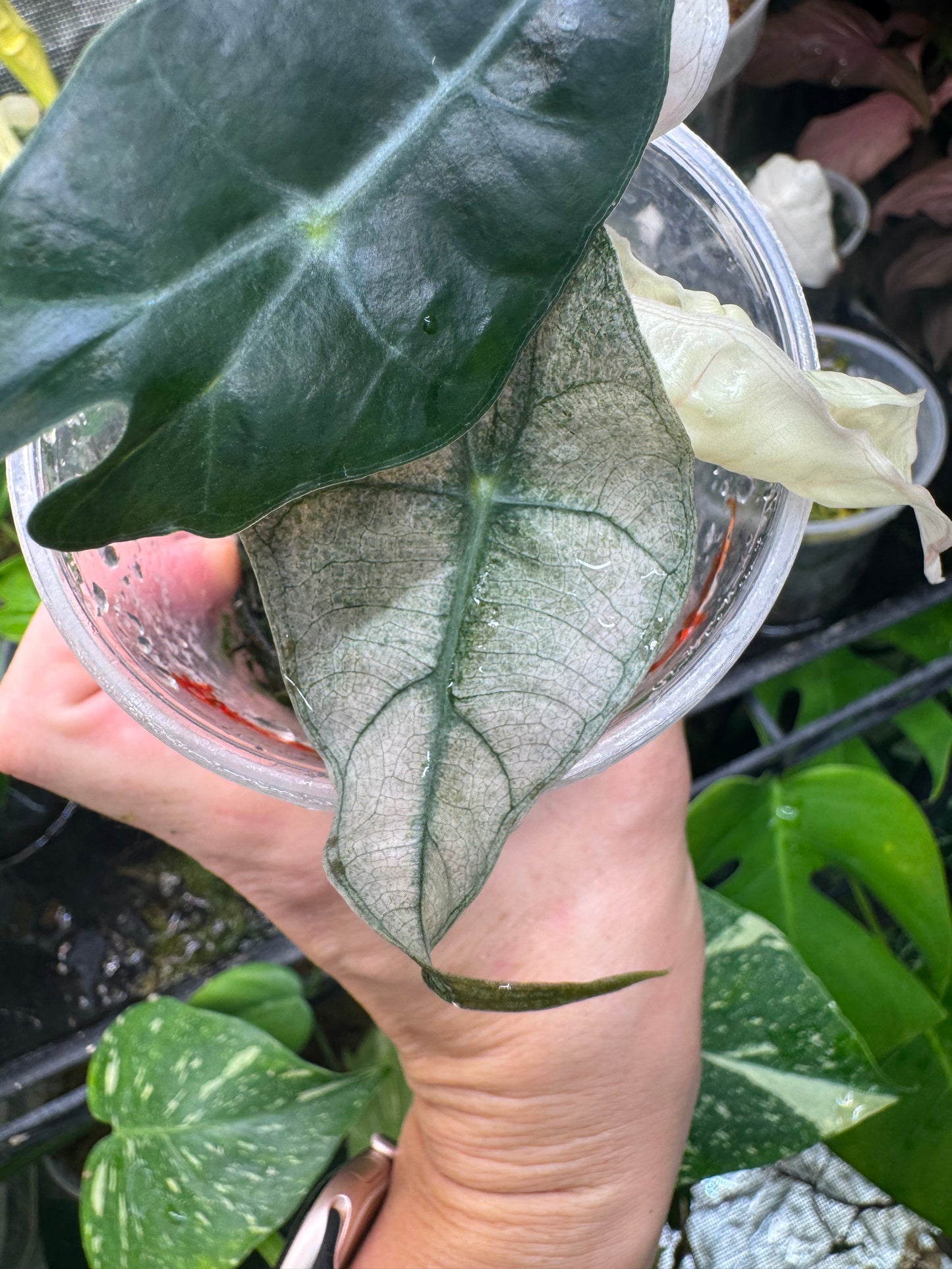 Variegated Pink Mint Amazonica “Polly” Alocasia *EXACT PLANT* corming size