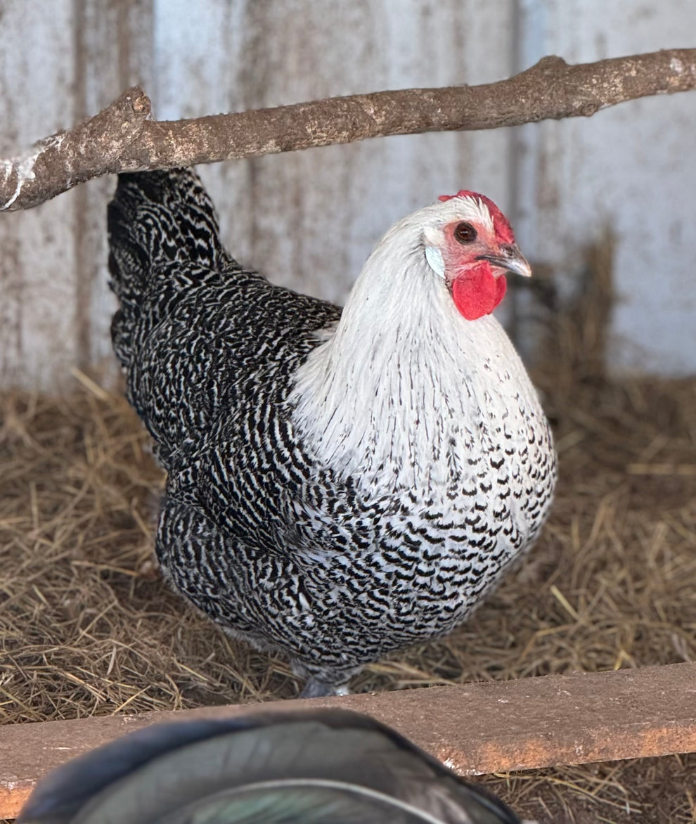 Deathlayer Breeding Chart Silver Deathlayer Hatching Eggs – Akers Farm