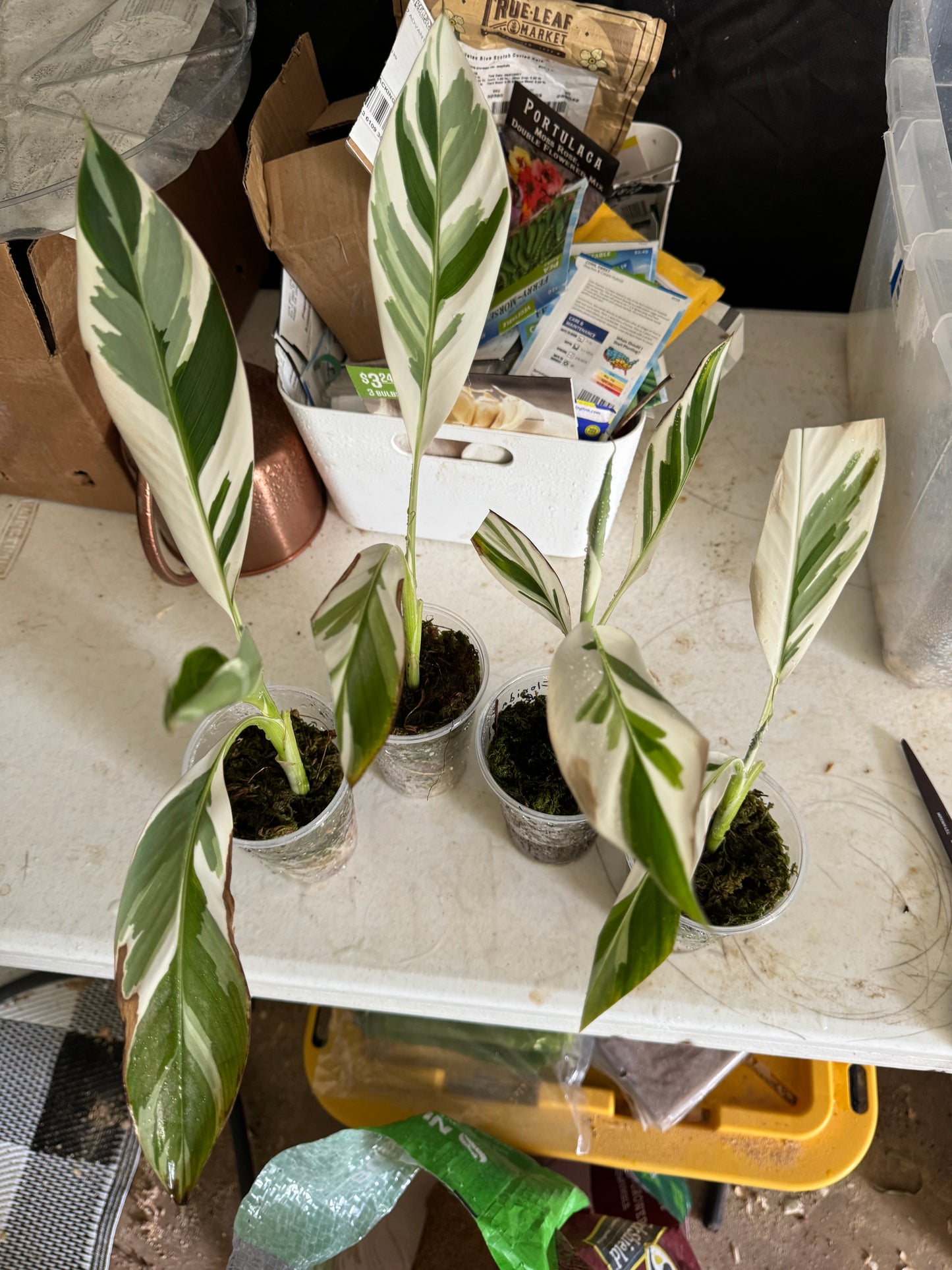 Florida Musa Variegated Banana