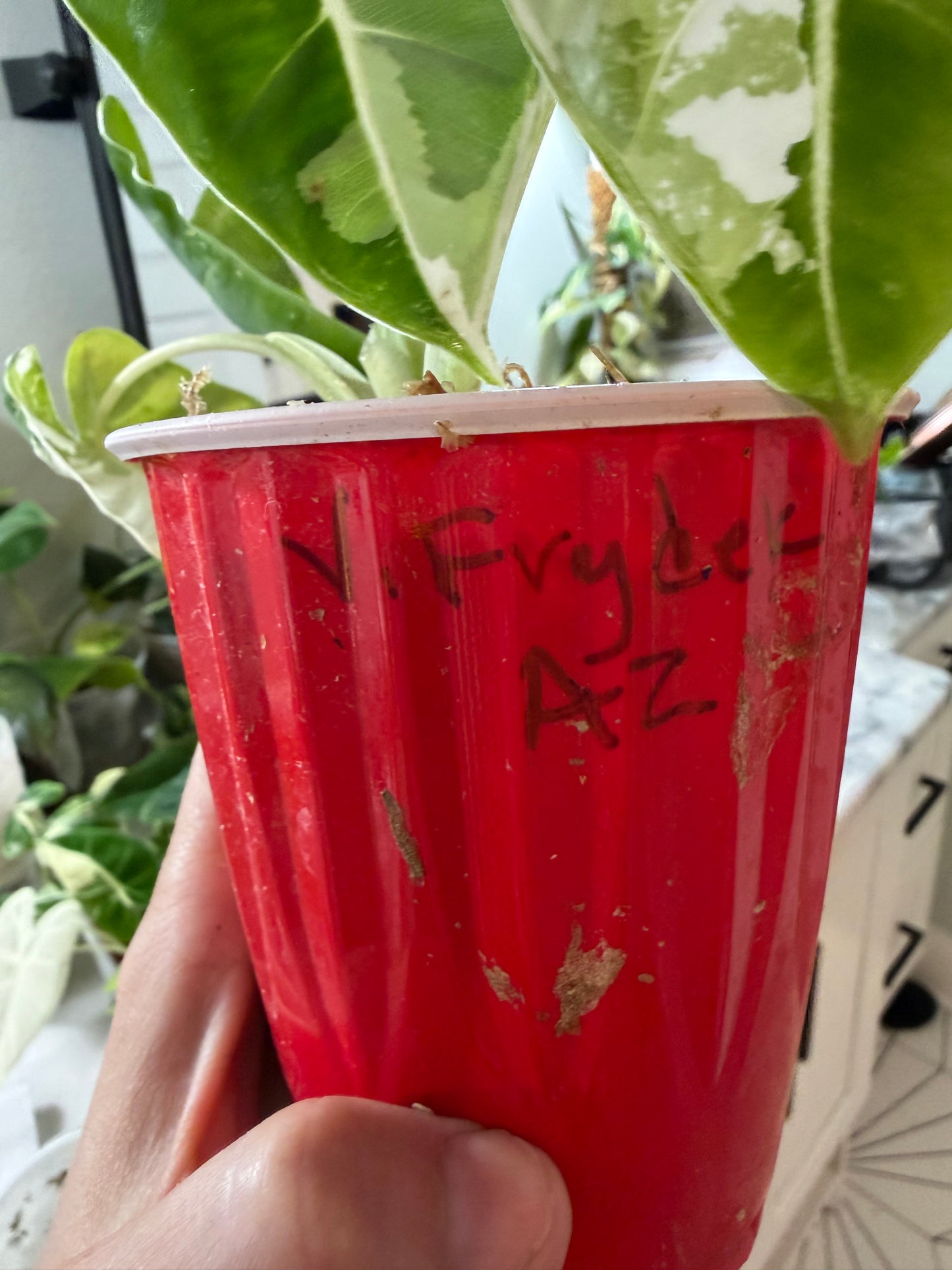 *EXACT PLANT* Variegated Frydek Alocasia Corming size