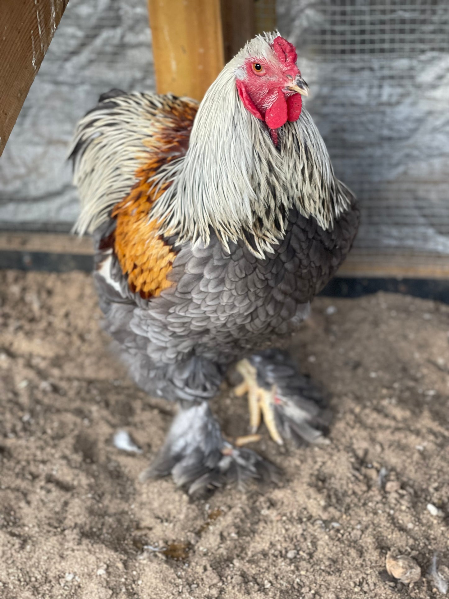 Blue/Black/Splash SILVER Partridge Brahma Hatching Eggs