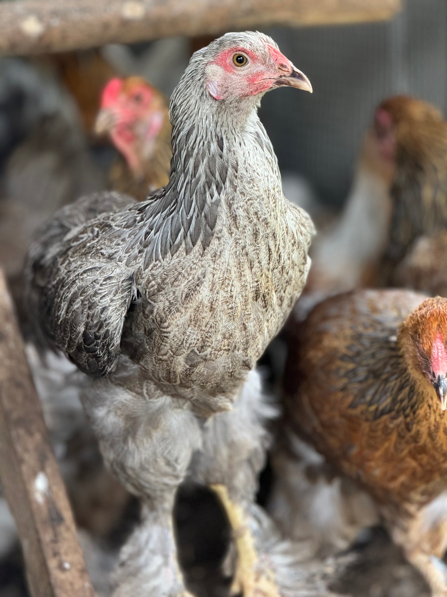 Blue/Black/Splash SILVER Partridge Brahma Hatching Eggs