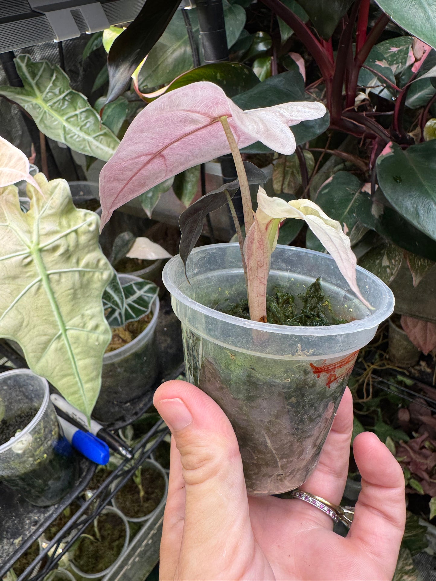 Variegated Pink Mint Amazonica “Polly” Alocasia *EXACT PLANT* corming size