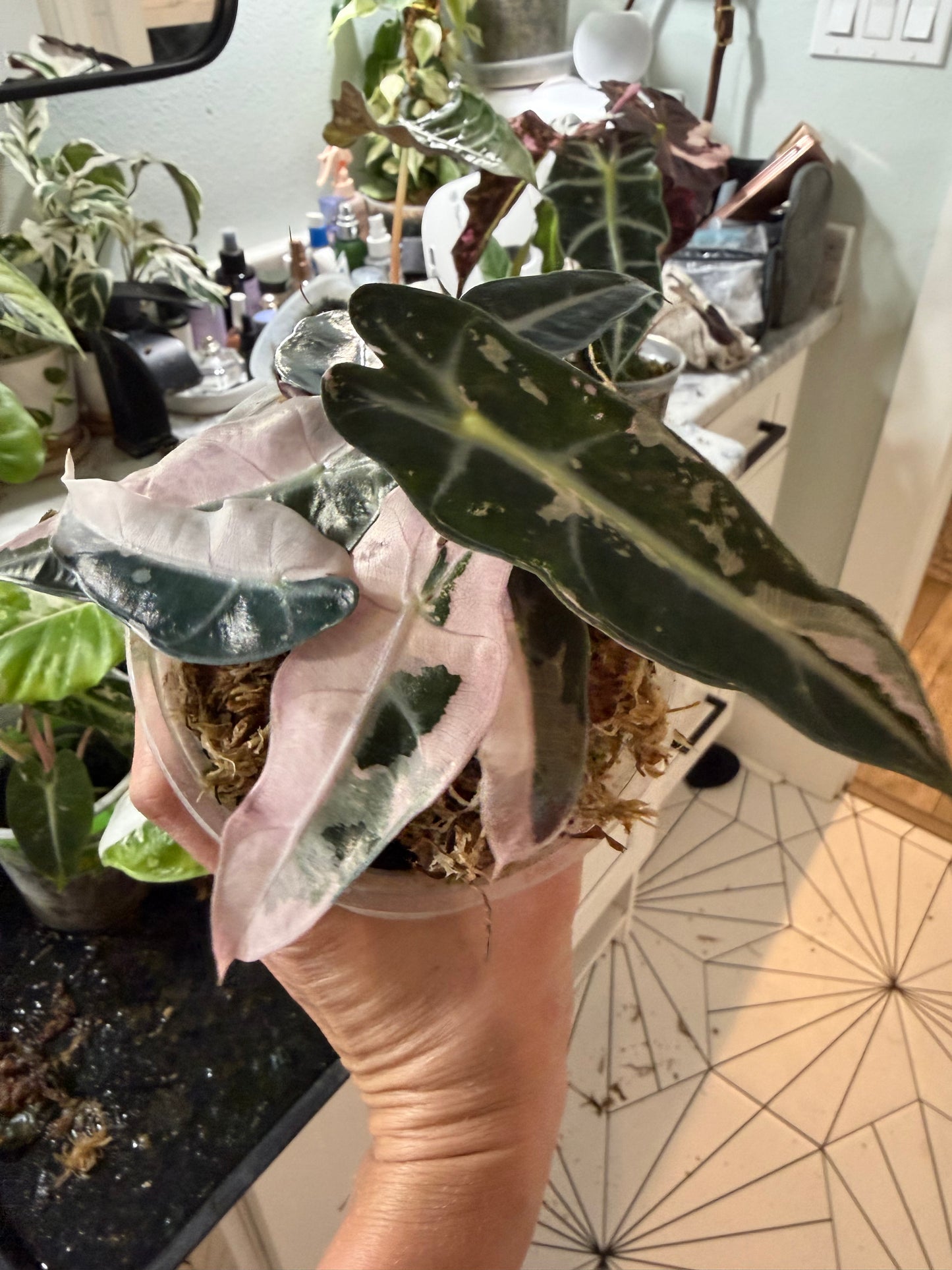 *EXACT PLANT* Variegated Pink Bambino Alocasia Corming size