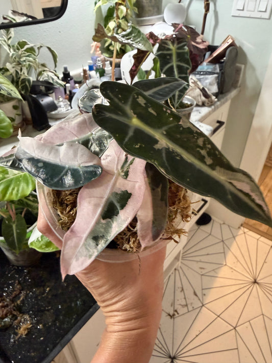 *EXACT PLANT* Variegated Pink Bambino Alocasia Corming size