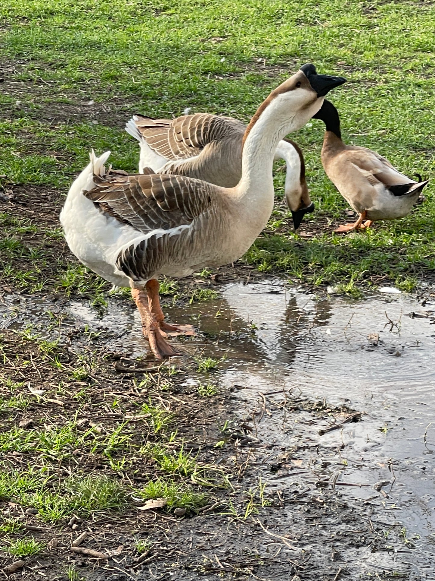 African Goose Hatching Eggs NPIP AI Breeder Quality