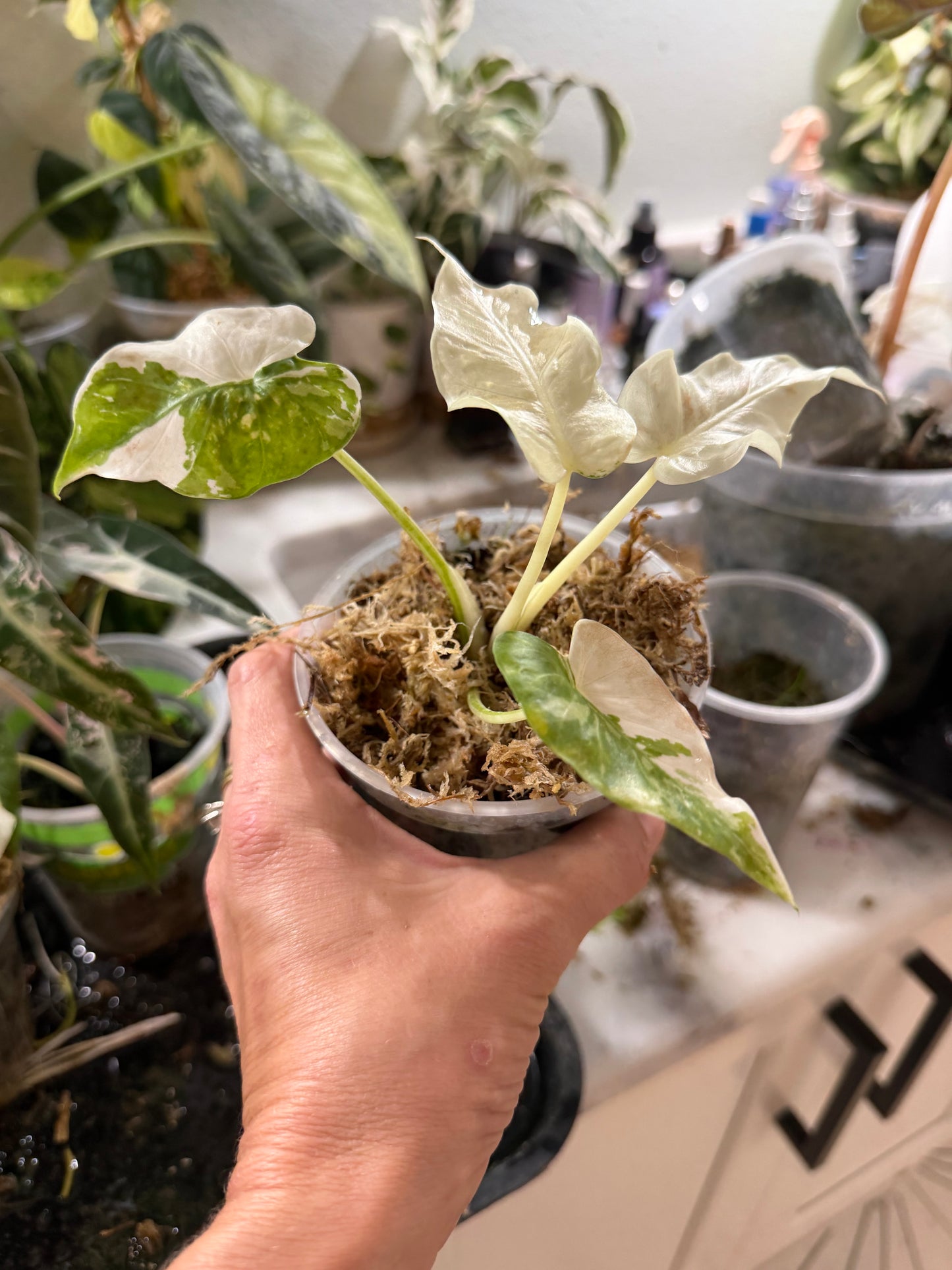 Alocasia Odora albo variegated Stunning *EXACT PLANT*