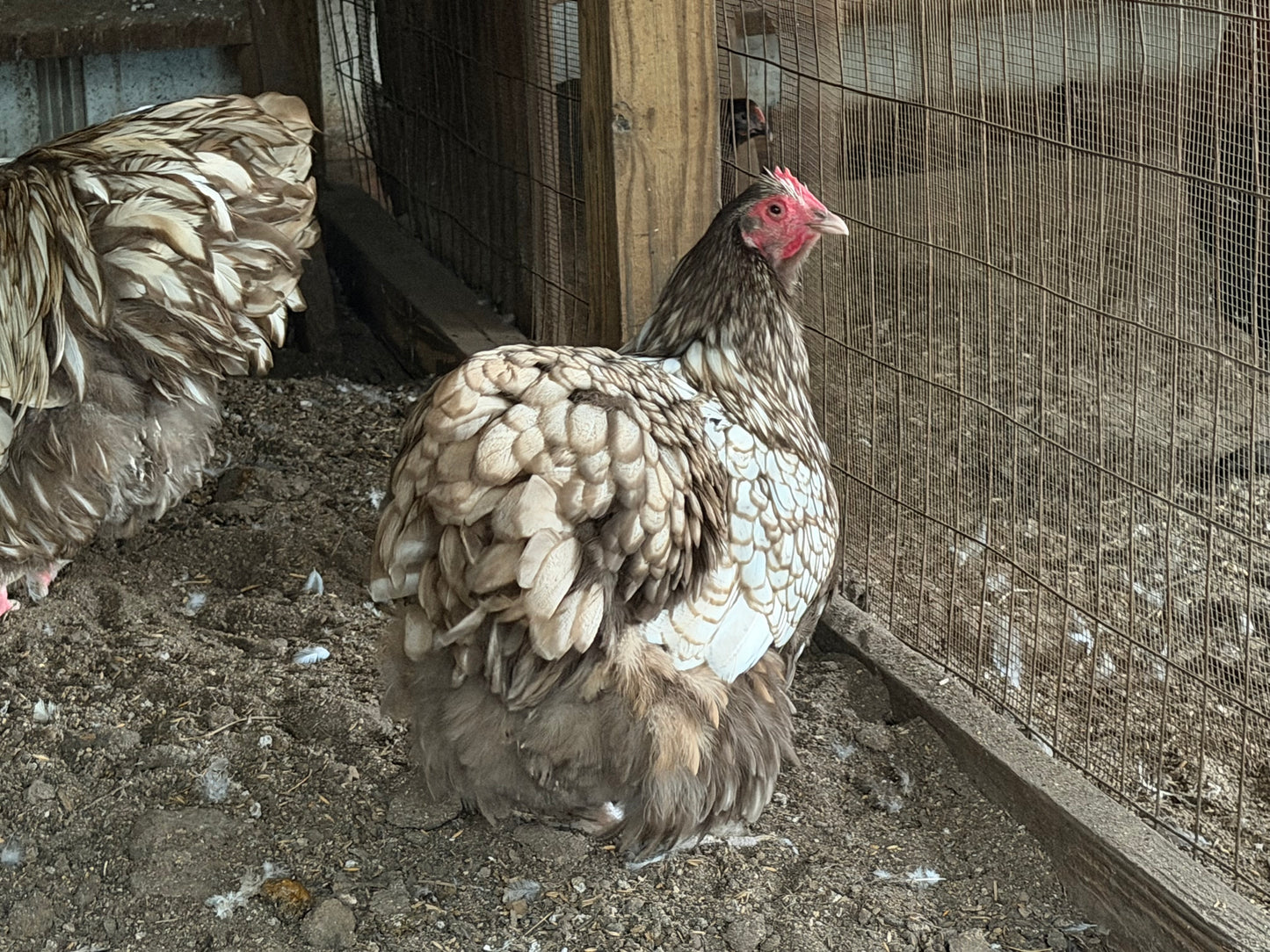 Chocolate laced English Orpington Hatching Eggs NPIP AI clean