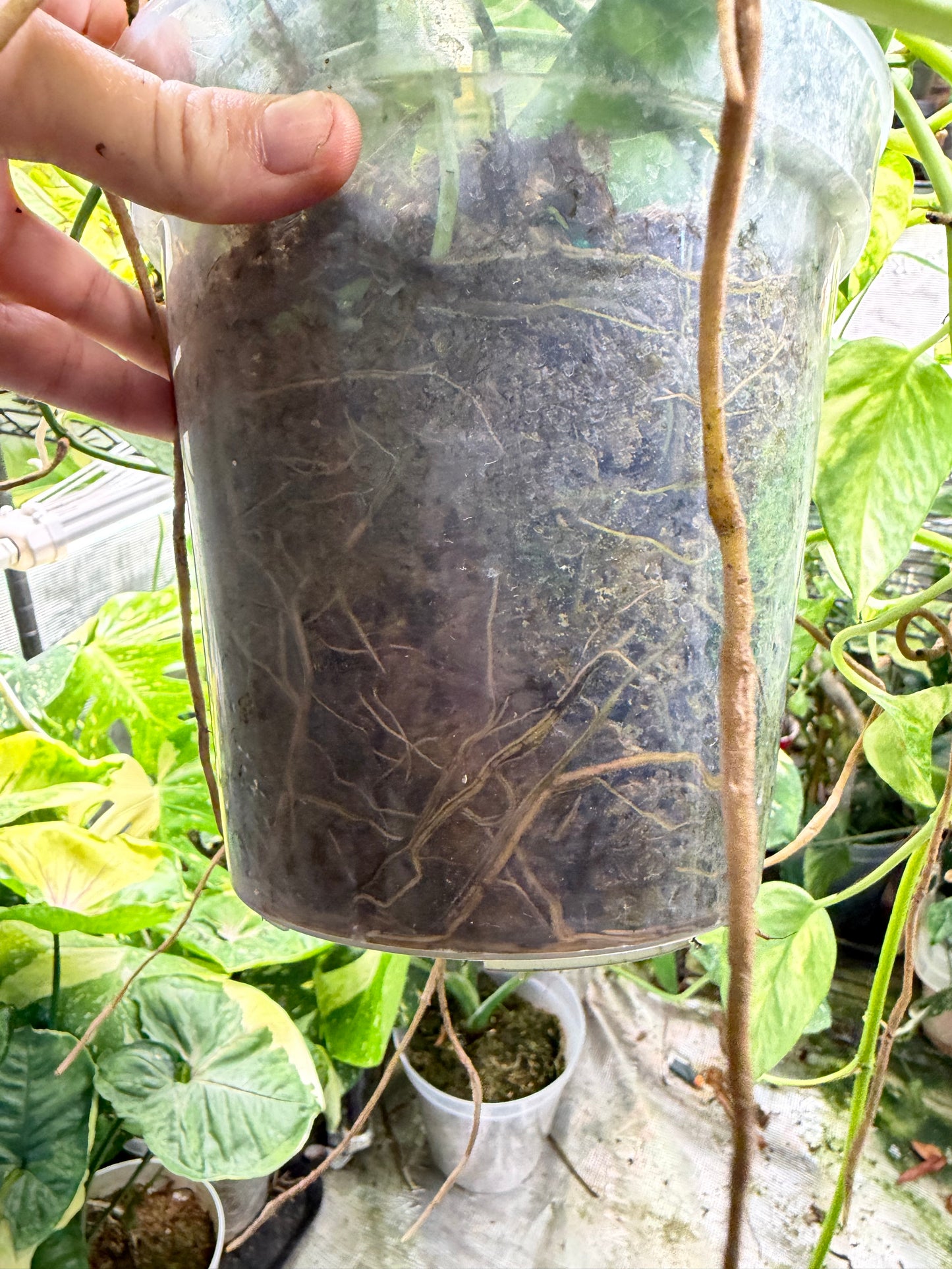 Epipremnum pinnatum Albo Variegata ‘Cebu Blue’