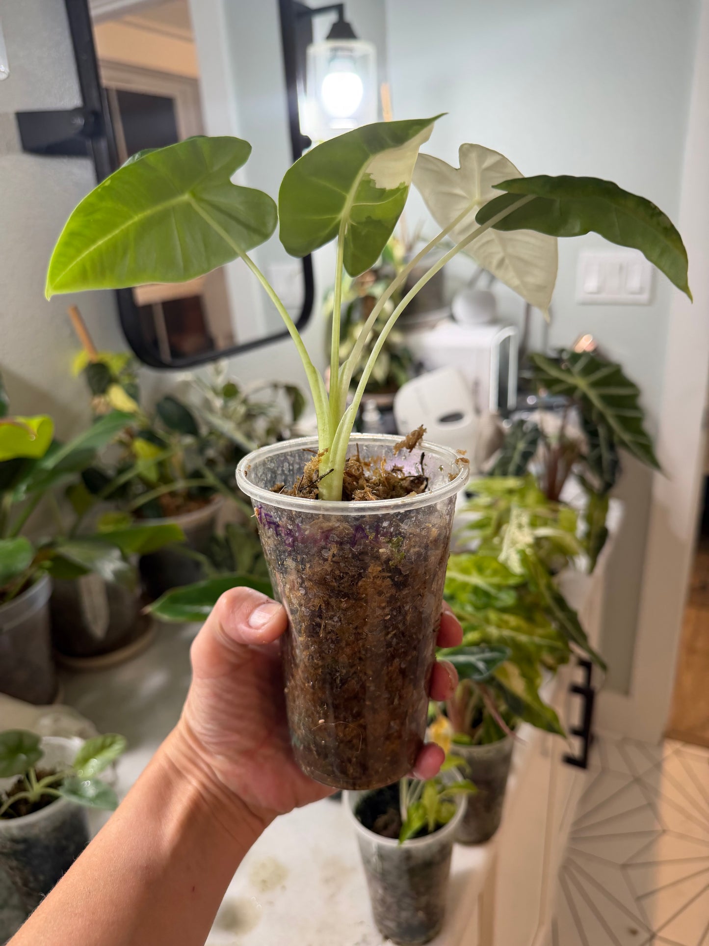 *EXACT PLANT* Variegated Frydek