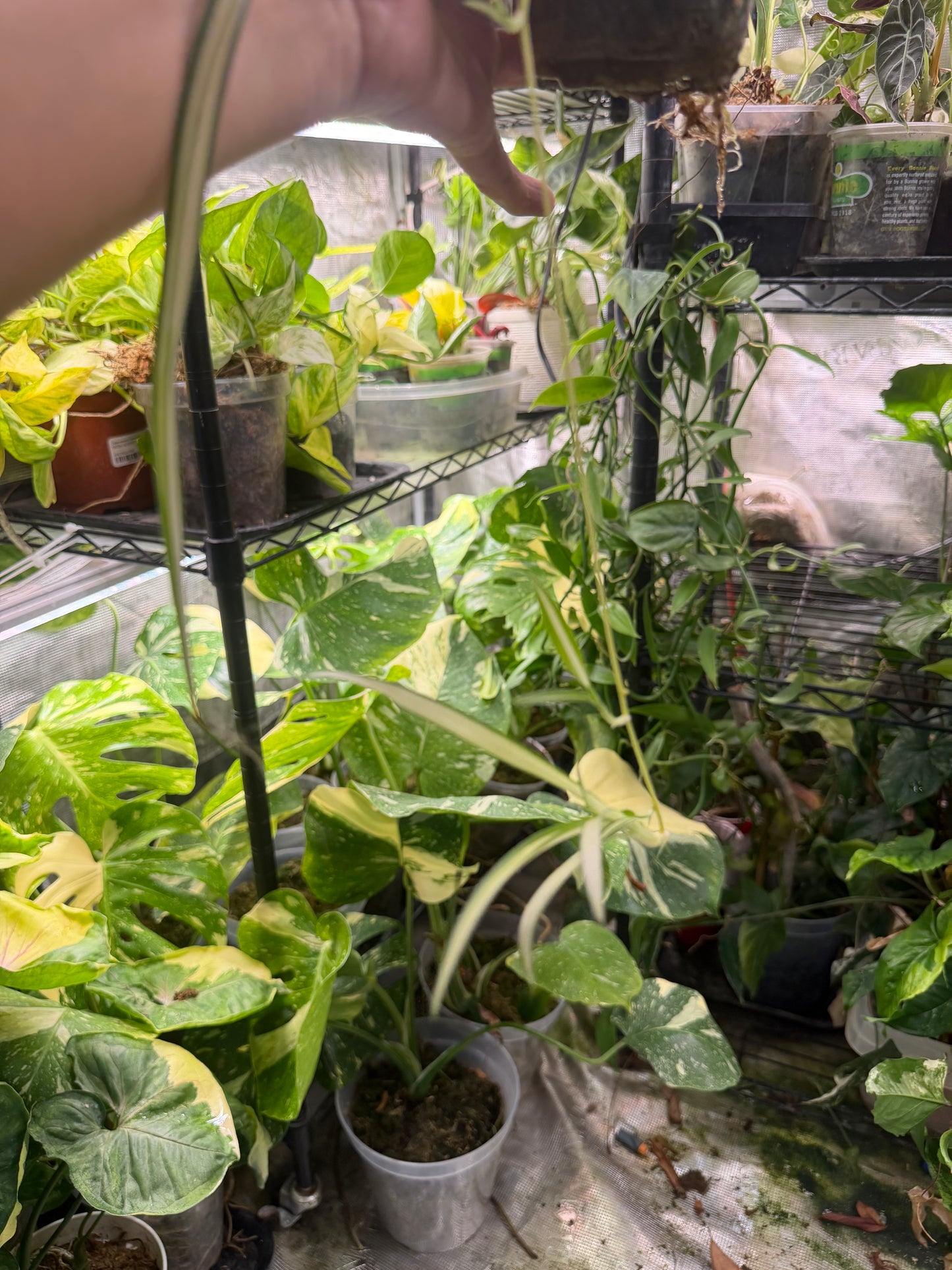 Fully rooted spider plant