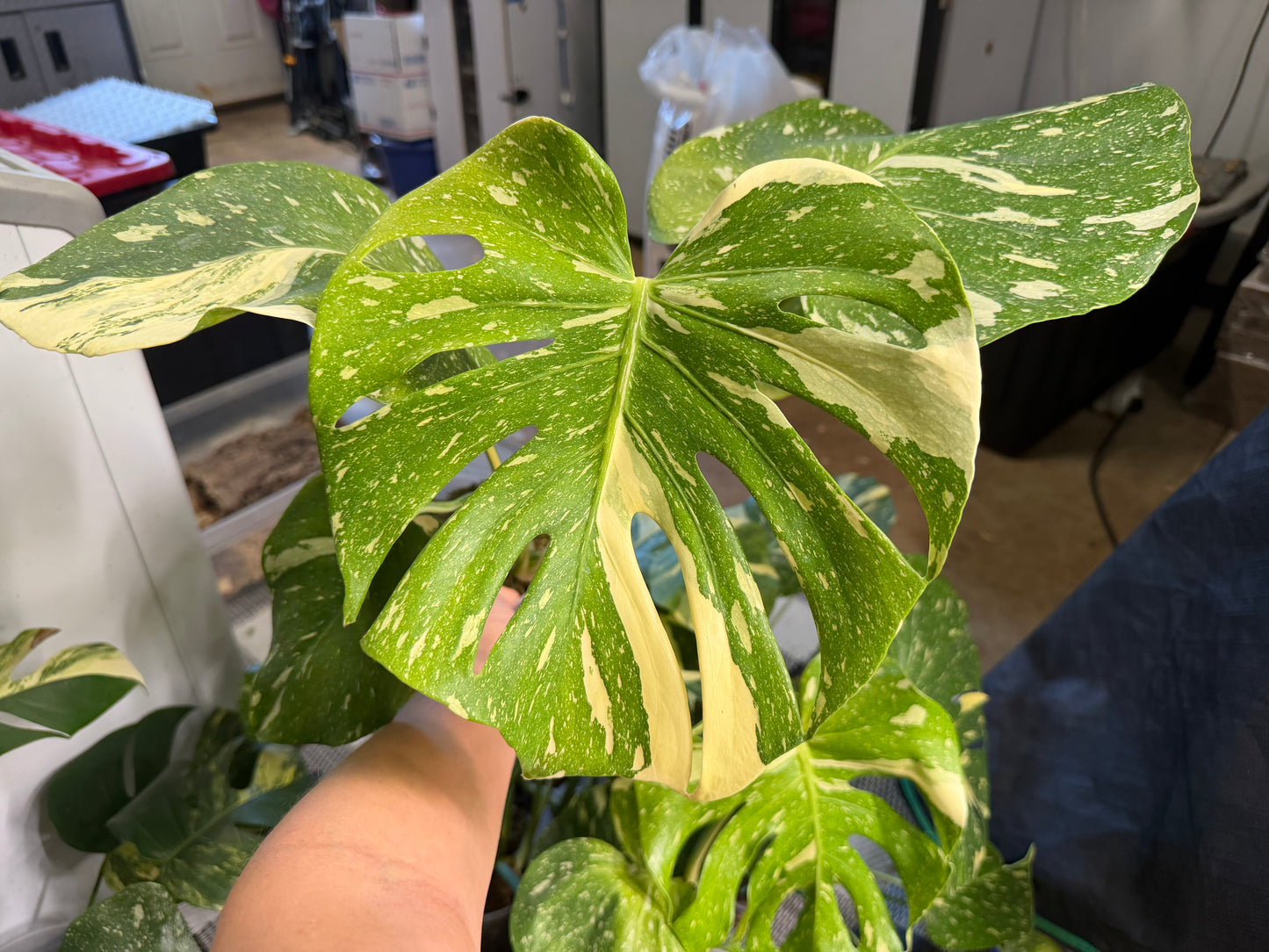 *EXACT PLANT* Monstera deliciosa "Thai Constellation”