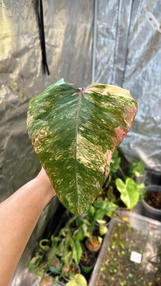 Highly Variegated Strawberry Shake Philodendron lightly rooted in moss, from a mature mother plant
