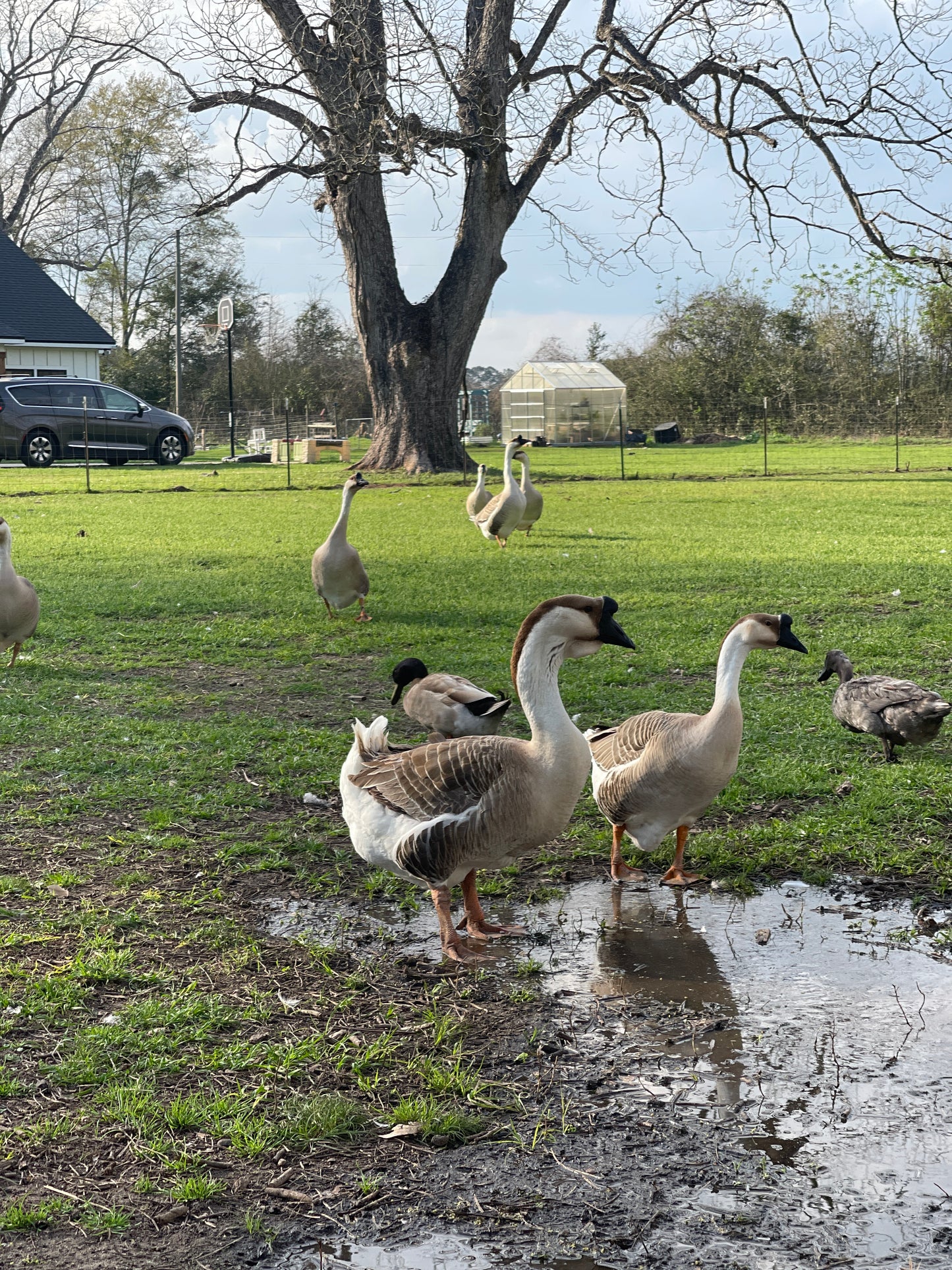 African Goose Hatching Eggs NPIP AI Breeder Quality