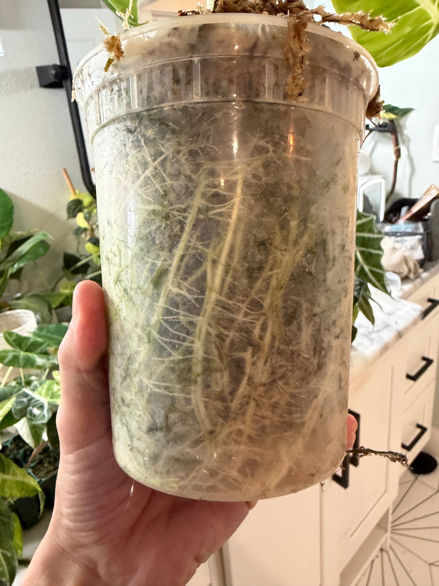 *EXACT PLANT* Frydek Alocasia Corming size