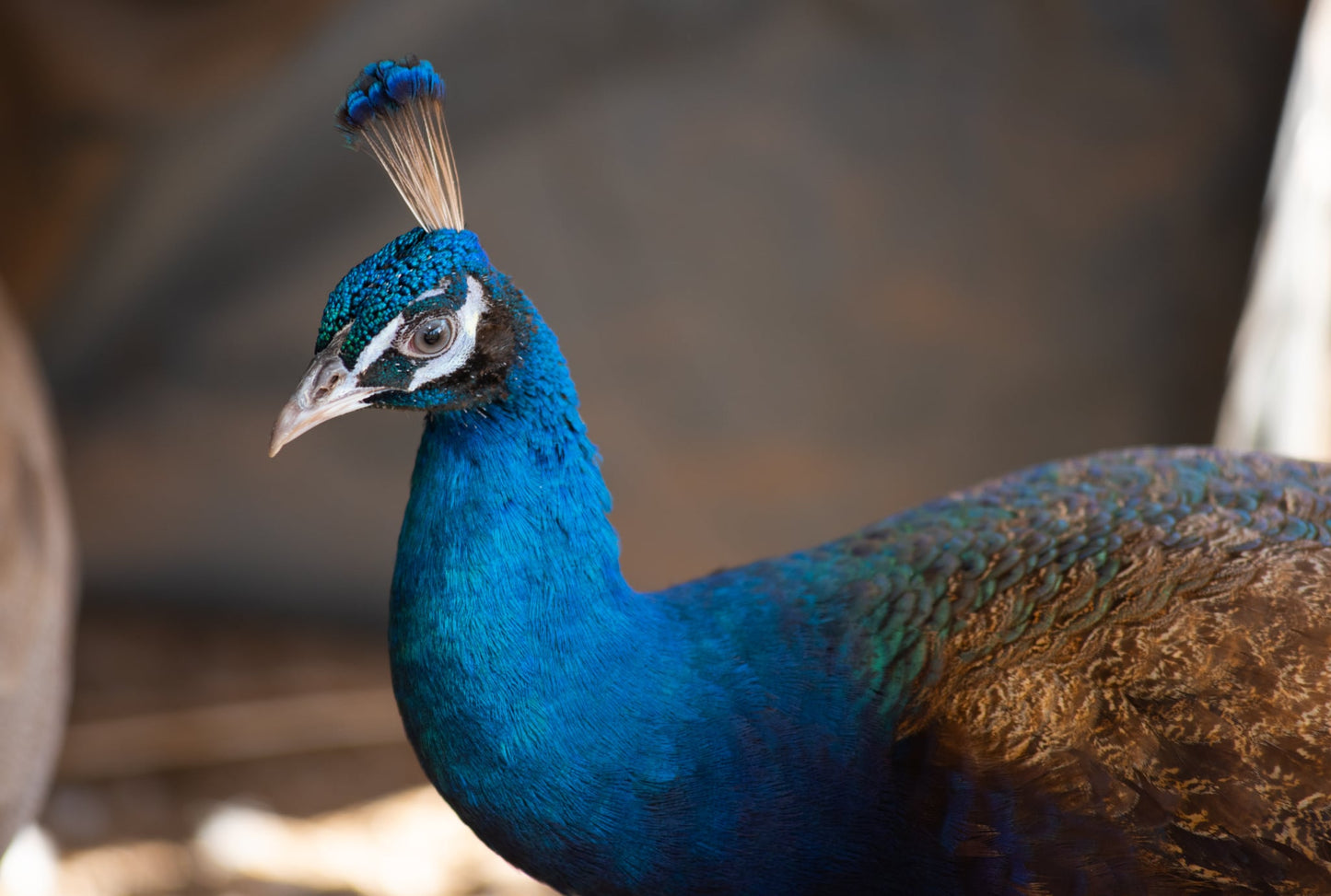 PURPLE Peafowl Hatching Eggs