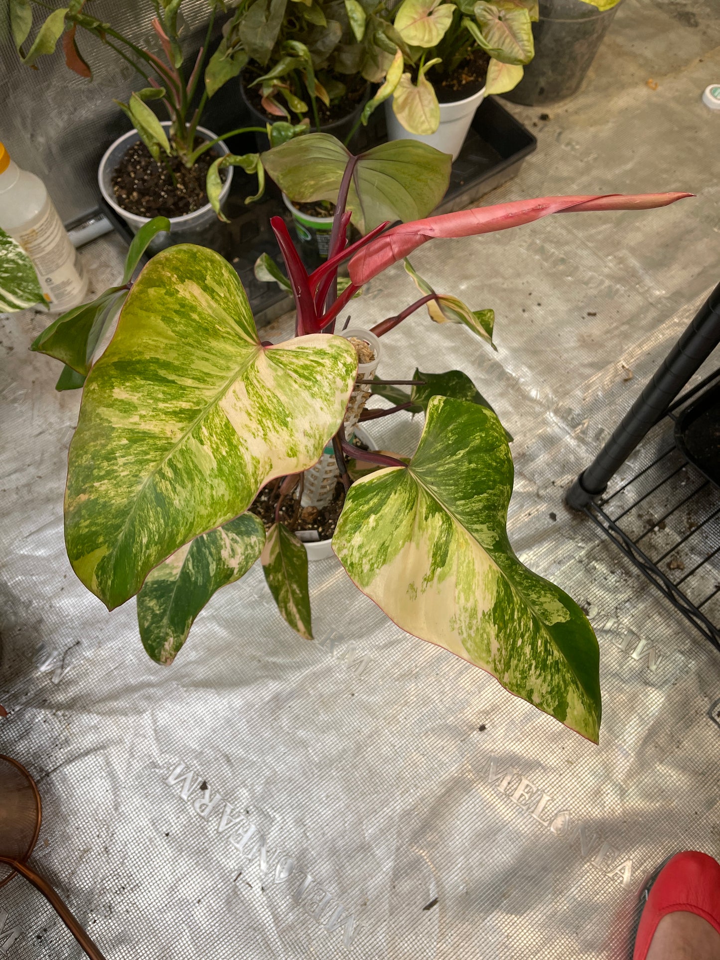 Highly Variegated Strawberry Shake Philodendron MATURE