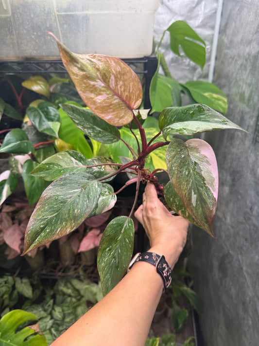 Pink Princess Philodendron *EXACT PLANT*