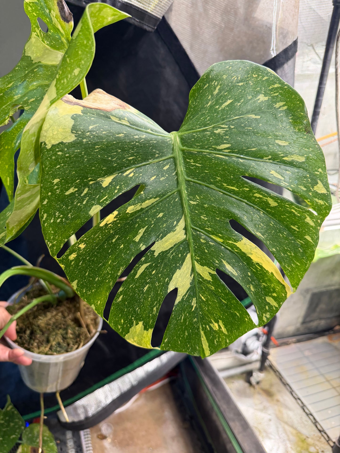 *EXACT PLANT* Monstera deliciosa "Thai Constellation”