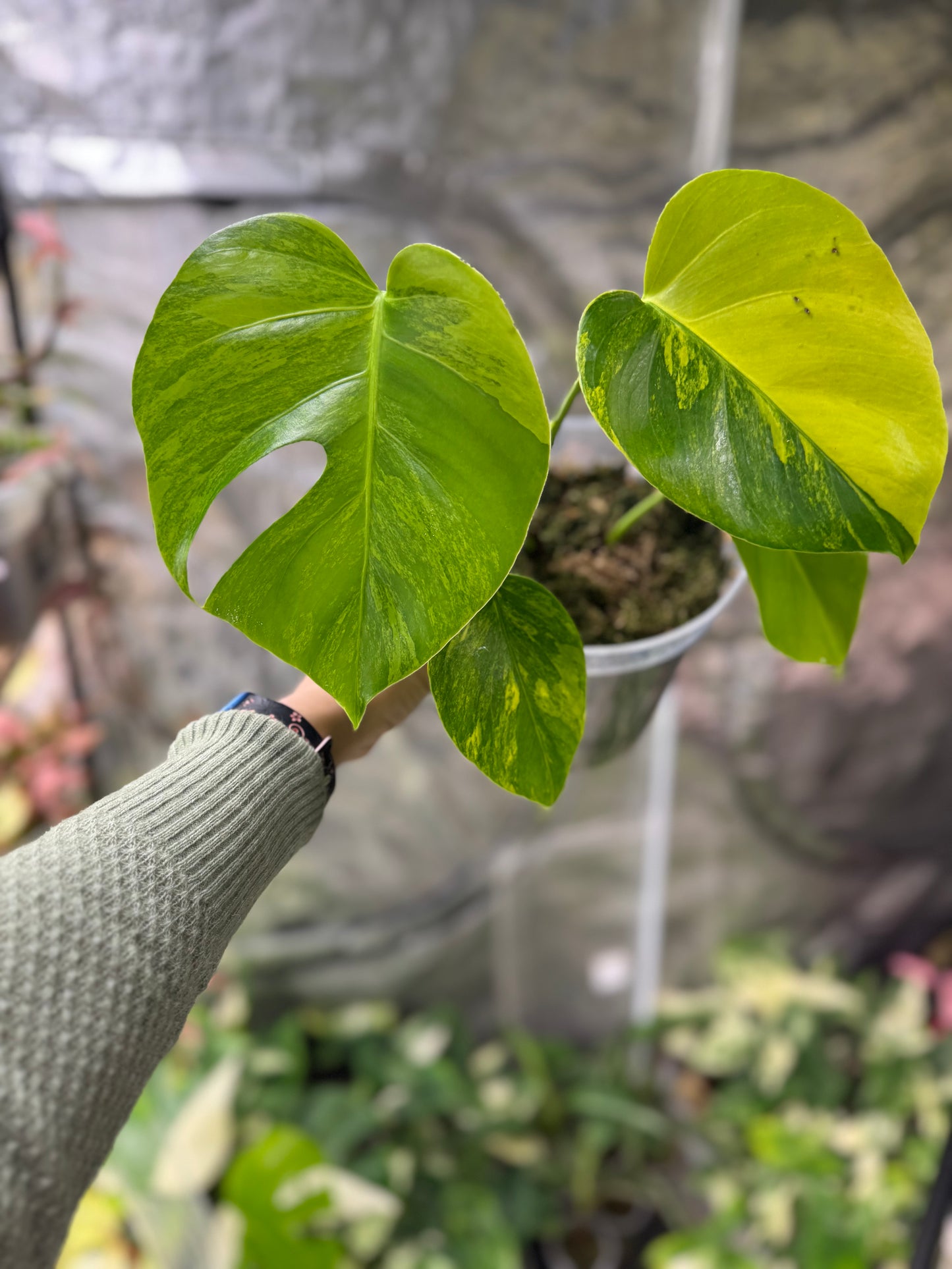 *EXACT PLANT* Monstera deliciosa "Aurea”