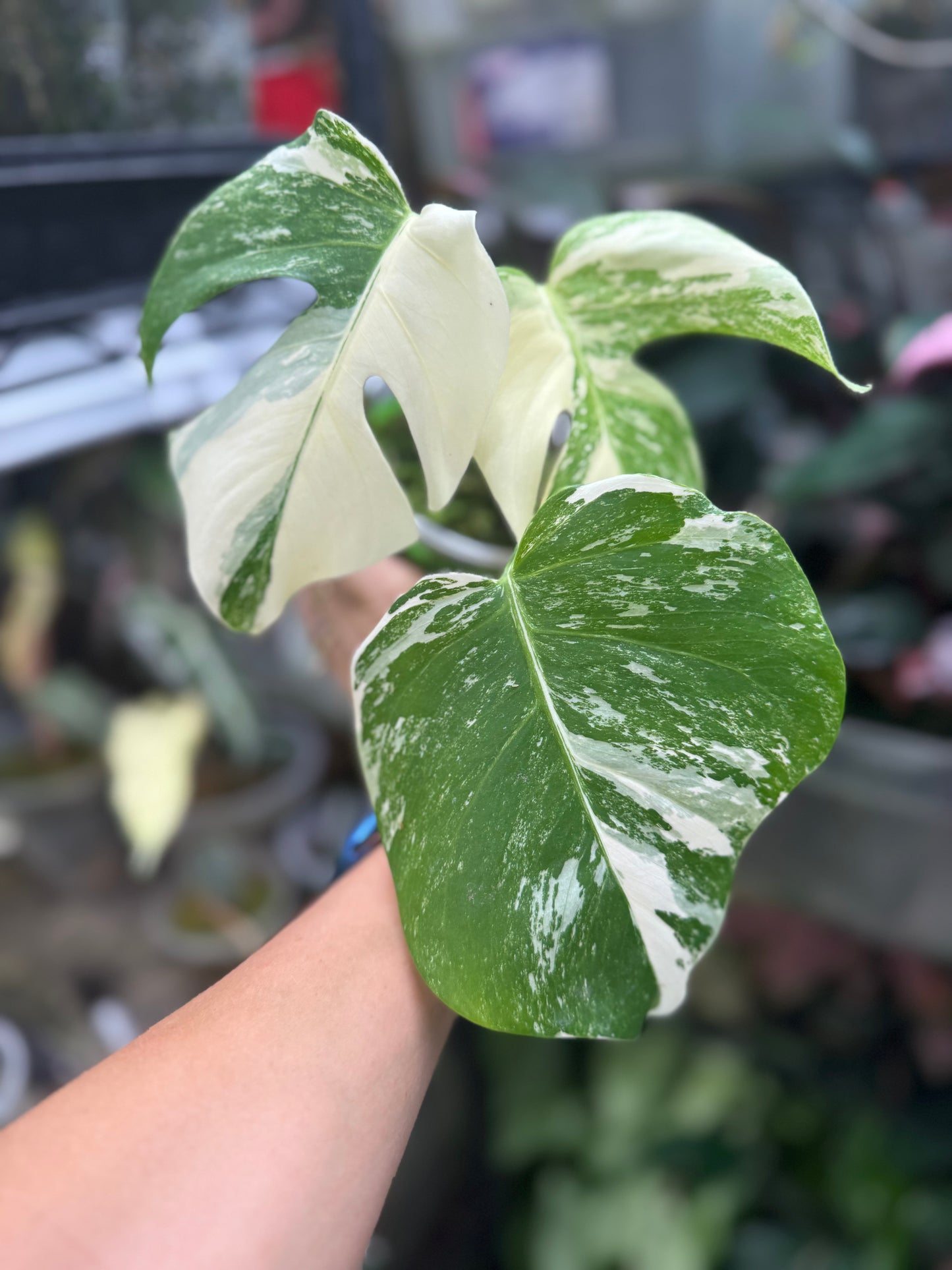 *EXACT PLANT* Monstera deliciosa Albo variegated