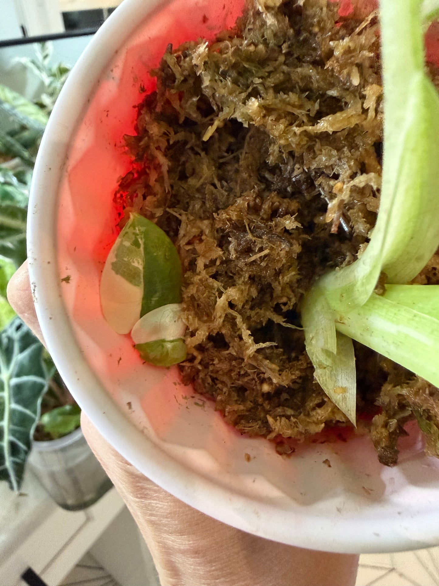 *EXACT PLANT* Variegated Frydek Alocasia Corming size