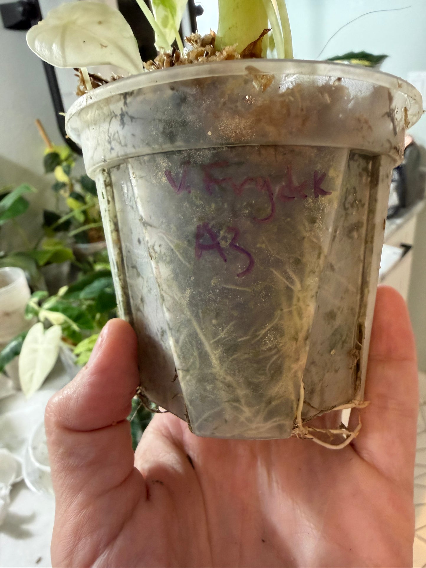 *EXACT PLANT* Variegated Frydek Alocasia Corming size