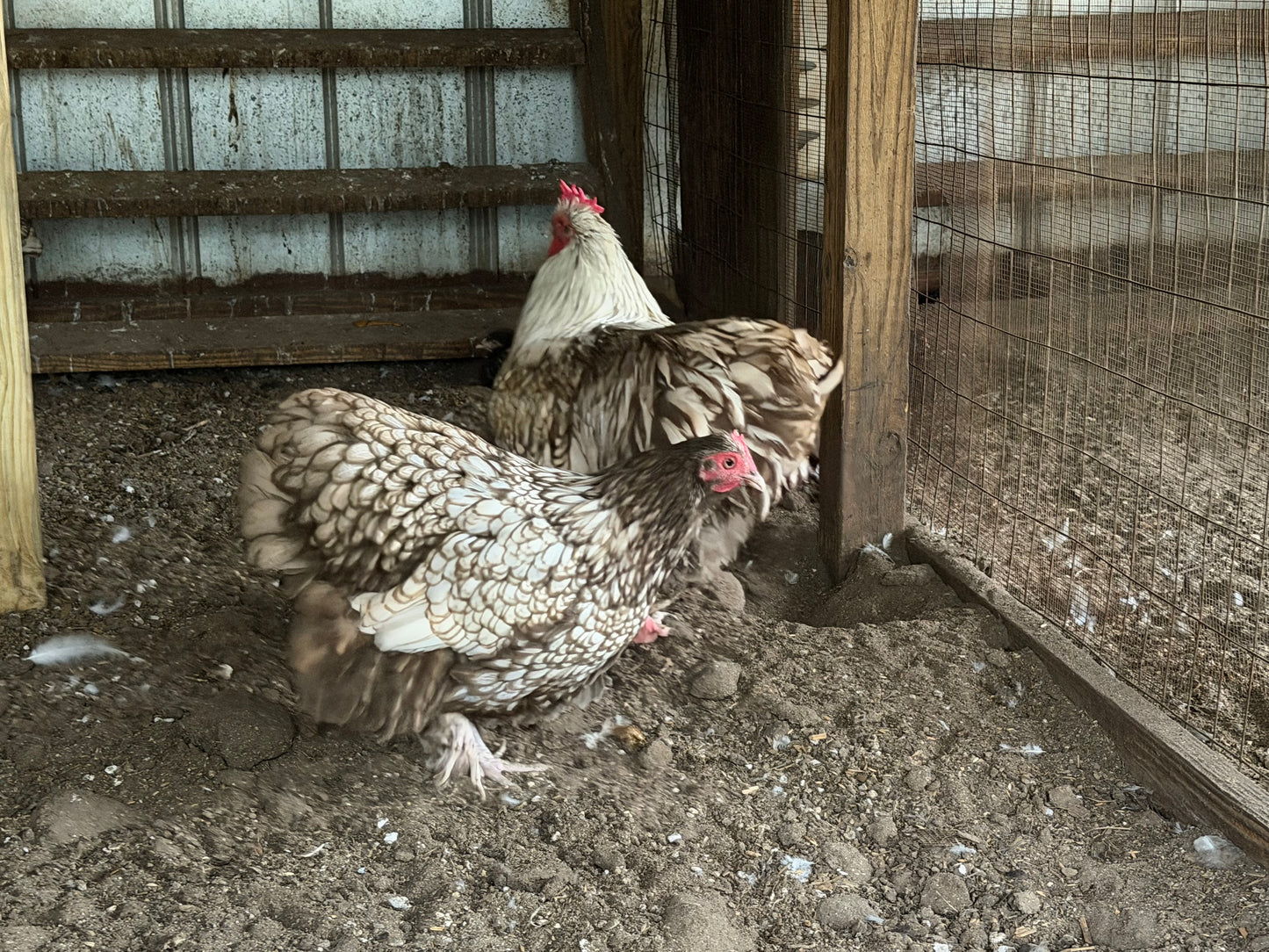 Chocolate laced English Orpington Hatching Eggs NPIP AI clean