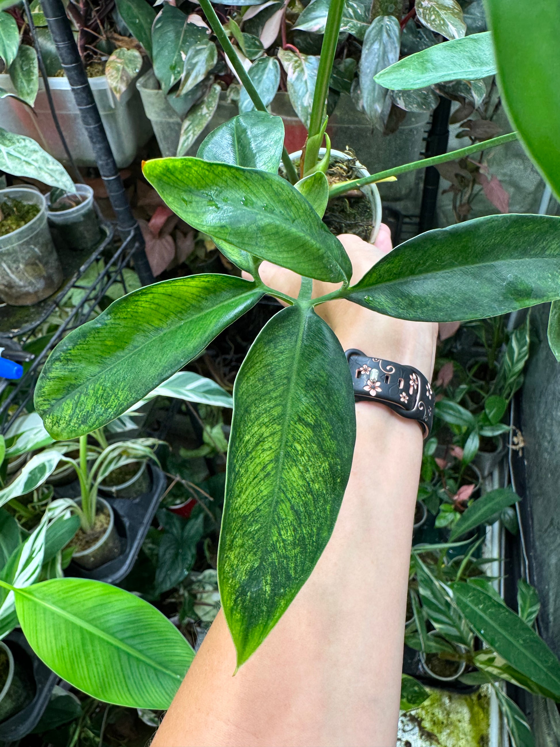 thaumatophyllum spruceanum philodendron goeldii Philodendron Goeldii Mint (now known as Thaumatophyllum spruceanum 'Mi – Akers Farm
