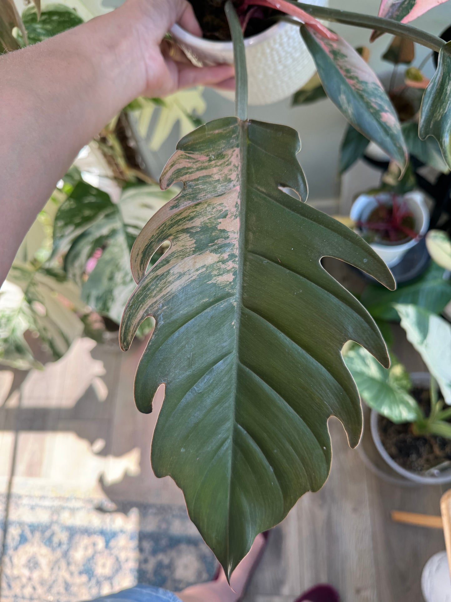 Caramel Marble Philodendron