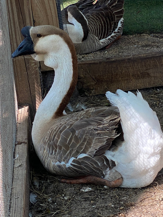 African Goose Hatching Eggs NPIP AI Breeder Quality