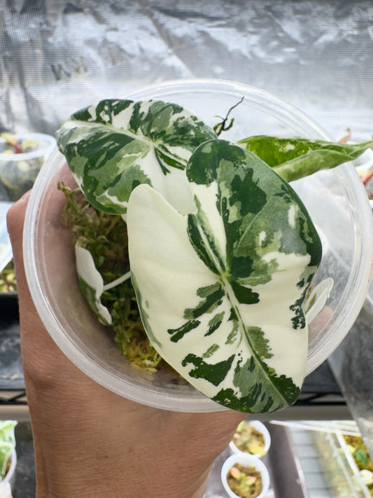 Variegated Frydek Alocasia