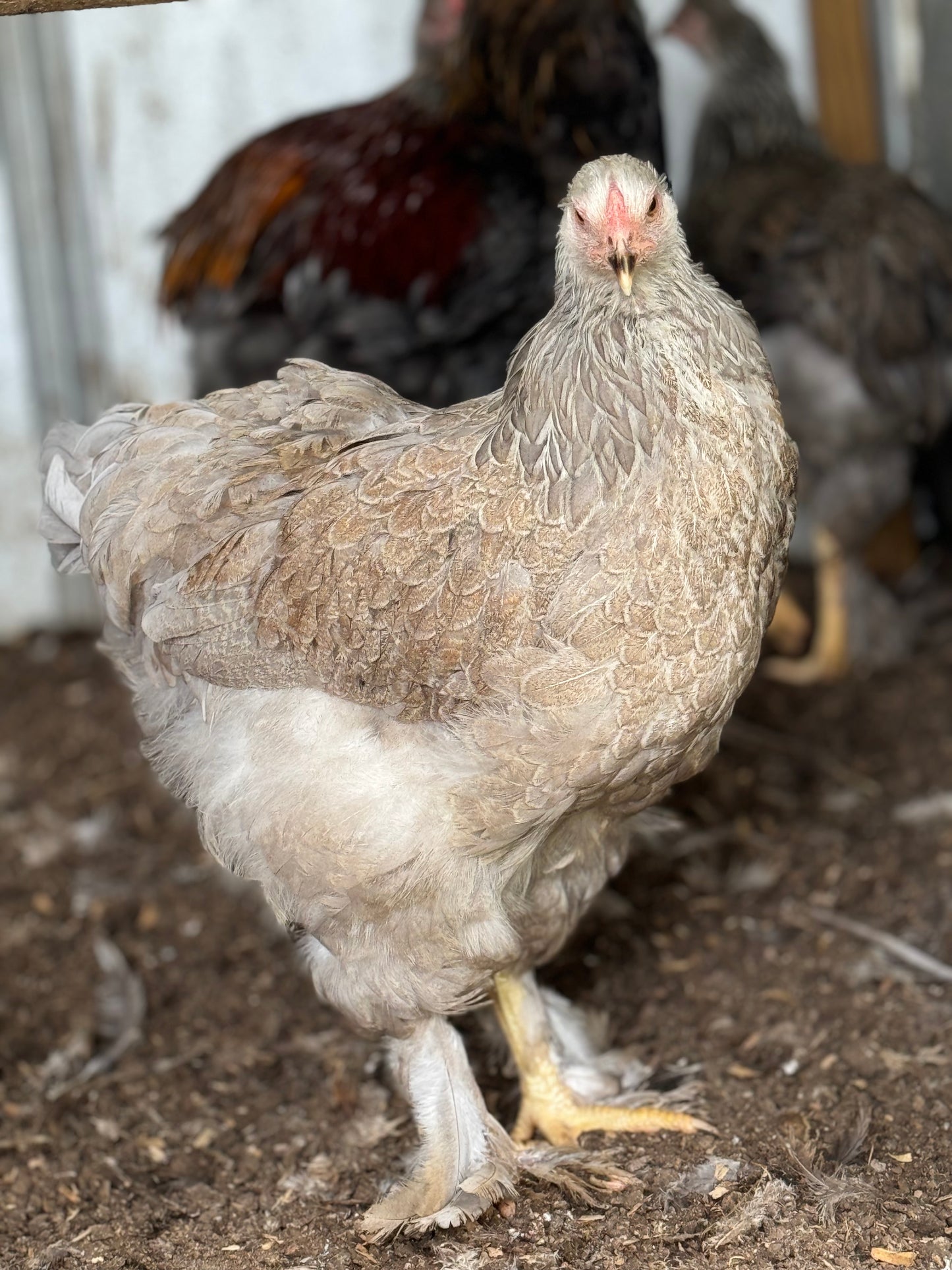 Blue/Black/Splash SILVER Partridge Brahma Hatching Eggs