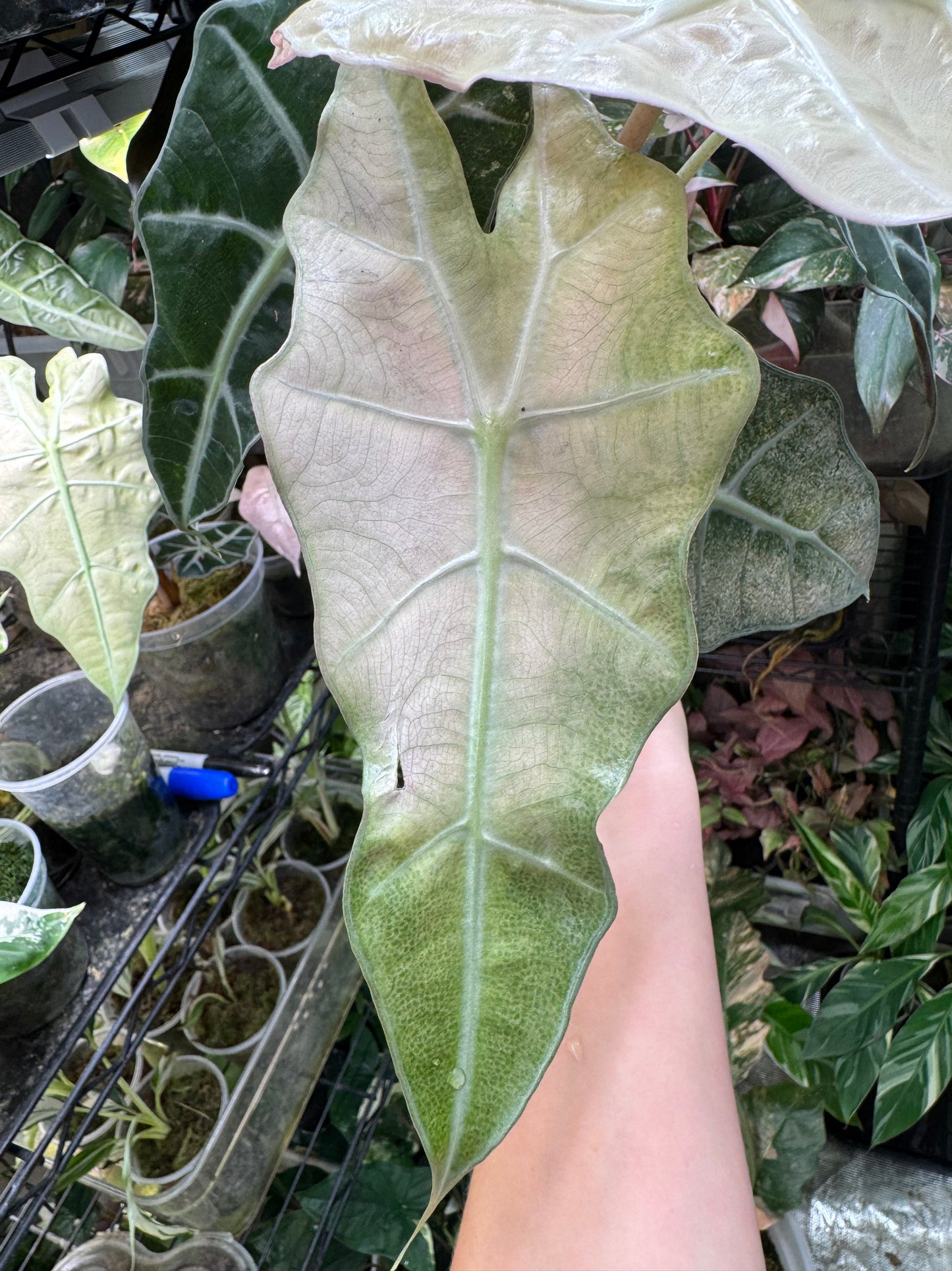 Variegated Pink Mint Amazonica “Polly” Alocasia *EXACT PLANT* corming size