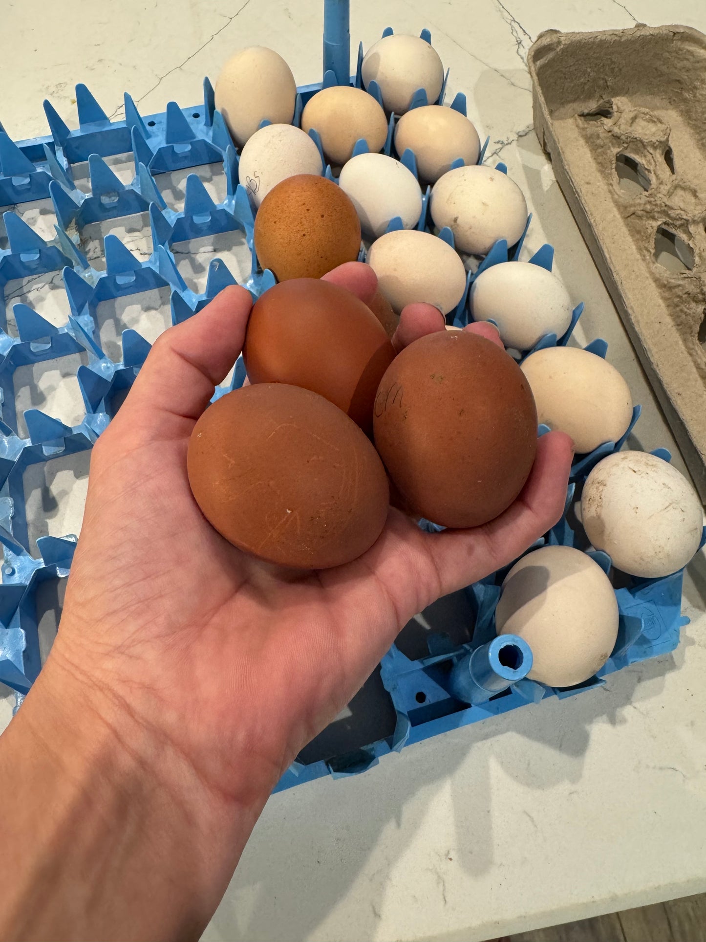 Blue/Black/Splash Copper Maran Chicken Hatching eggs NPIP AI 