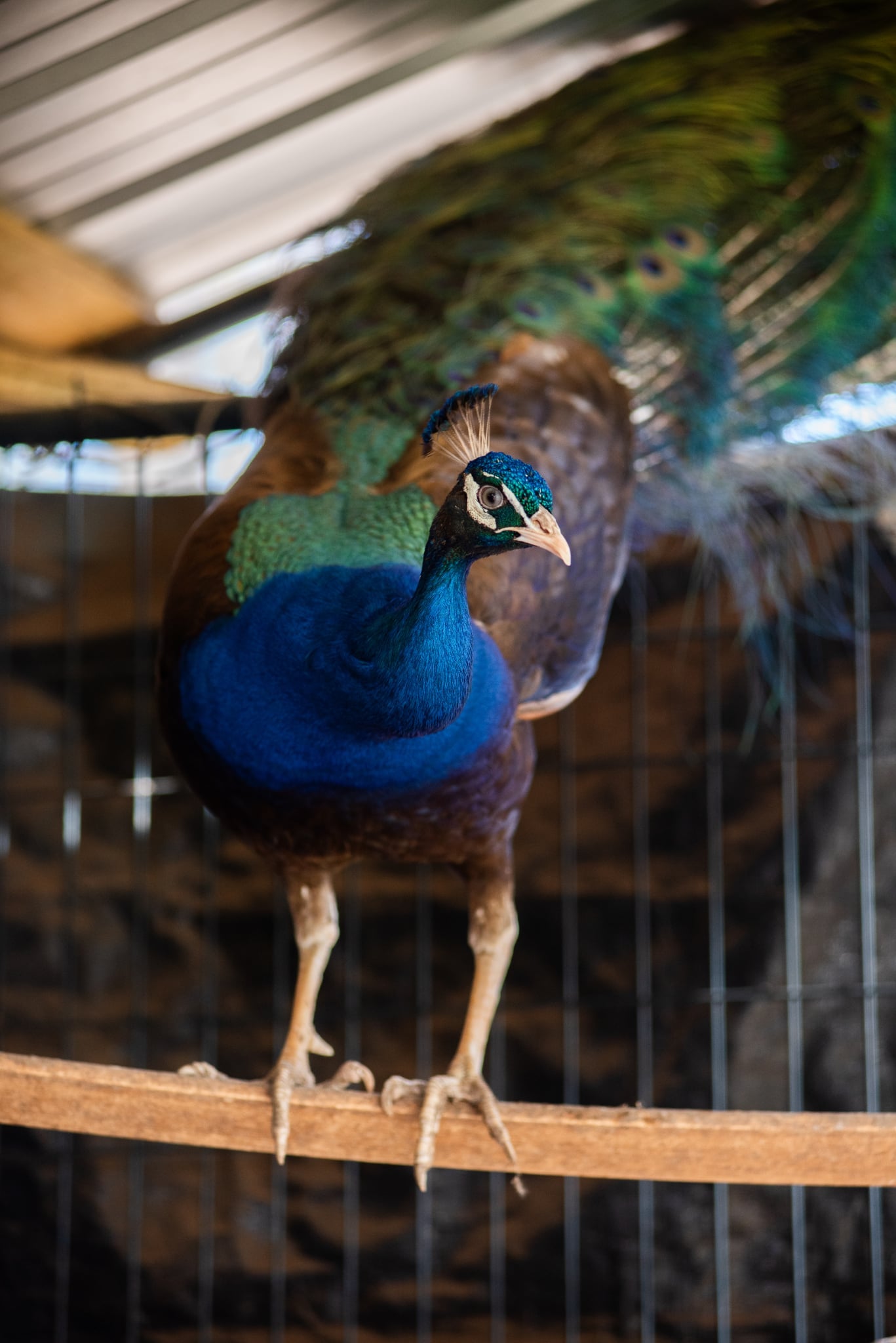 PURPLE Peafowl Hatching Eggs