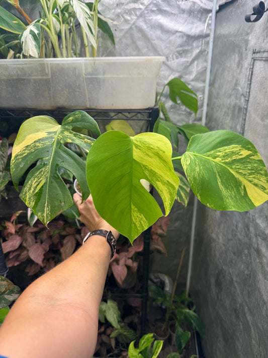 *EXACT PLANT* Monstera deliciosa Aurea variegated