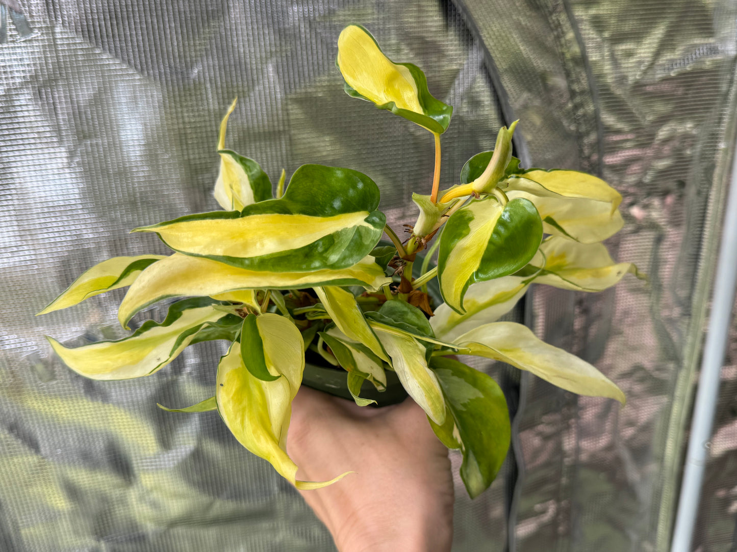 *EXACT PLANT* Variegated Philodendron “Gabby”