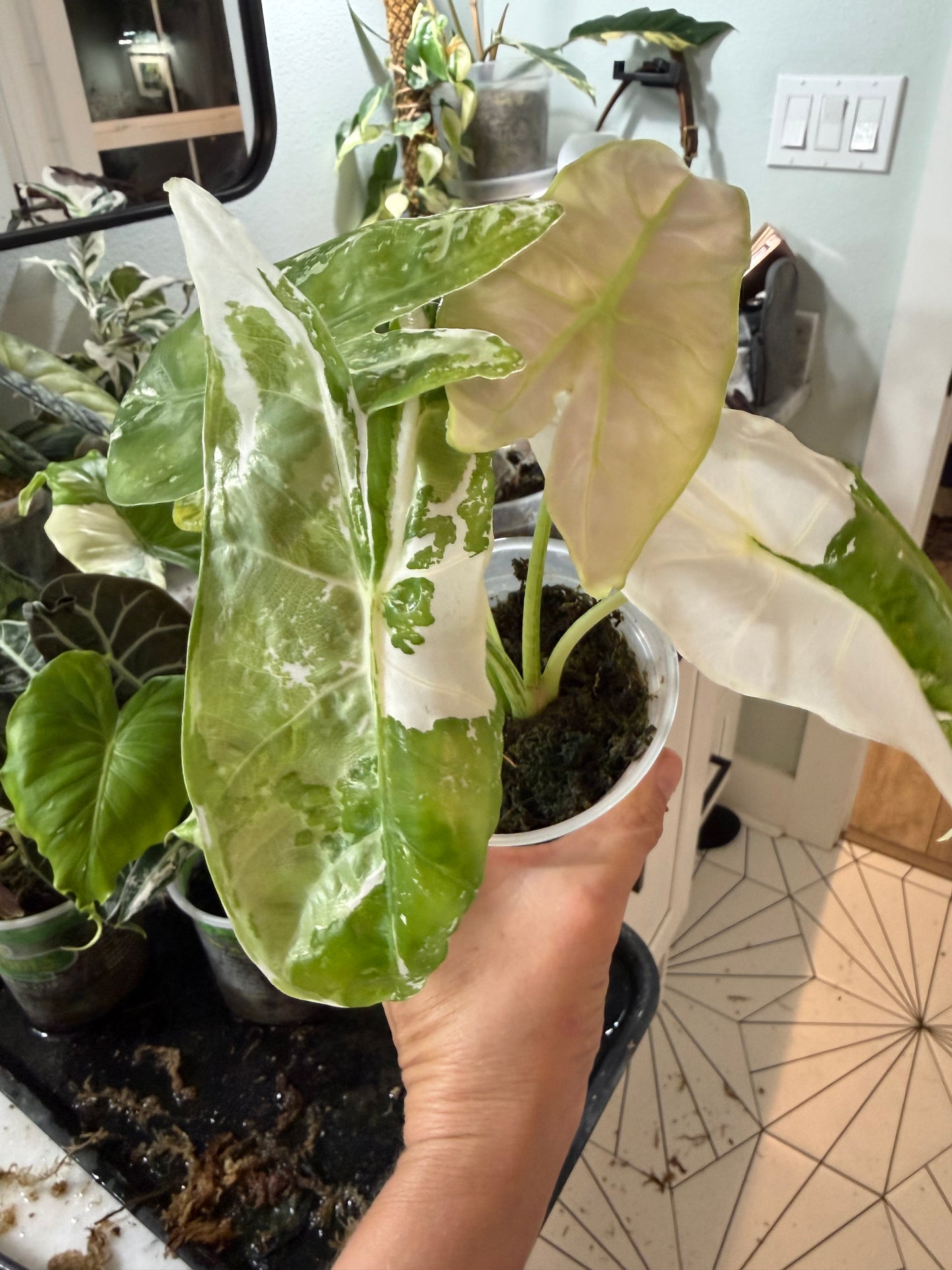 *EXACT PLANT* Albo Longiloba Alocasia “Pink Back” Corming size