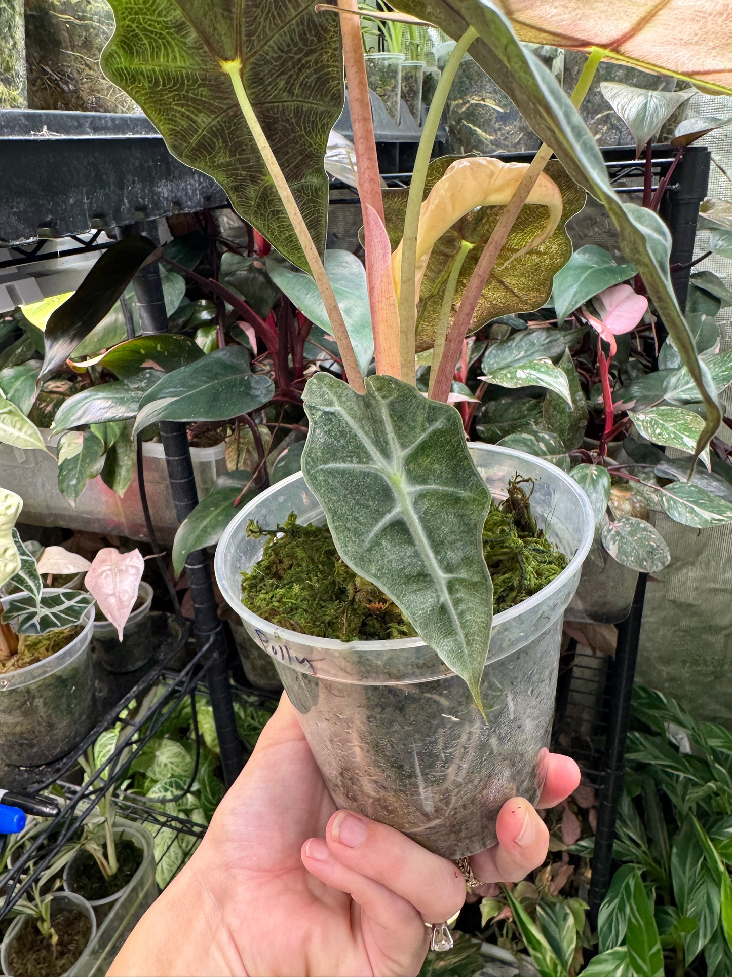 Variegated Pink Mint Amazonica “Polly” Alocasia *EXACT PLANT* corming size