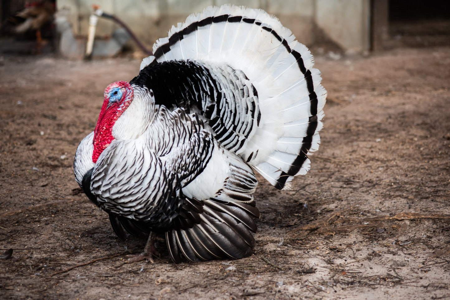 Royal Palm Heritage Turkey Hatching Eggs (with chance of recessive slate) NPIP AI