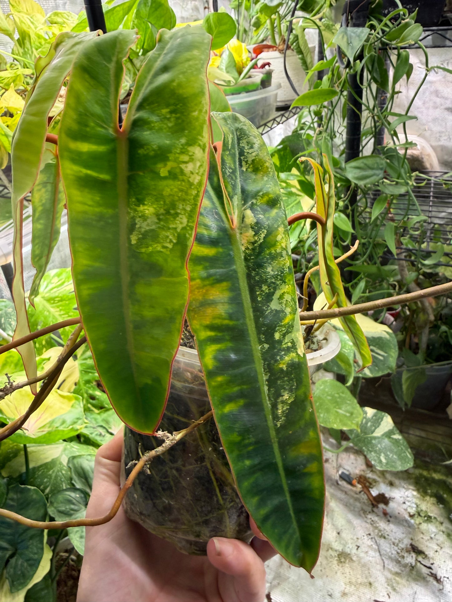 Exact plant* Philodendron Billietiae (Billie) Variegated